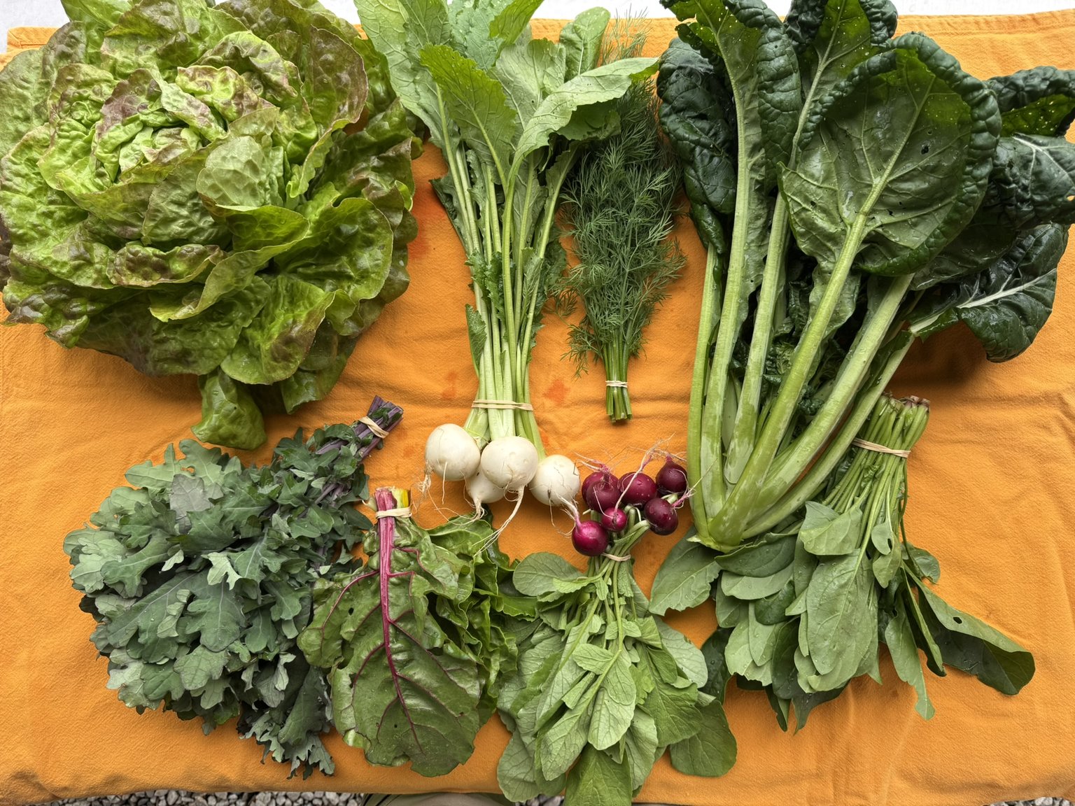 Vegetable CSA — Orange Circle Farm