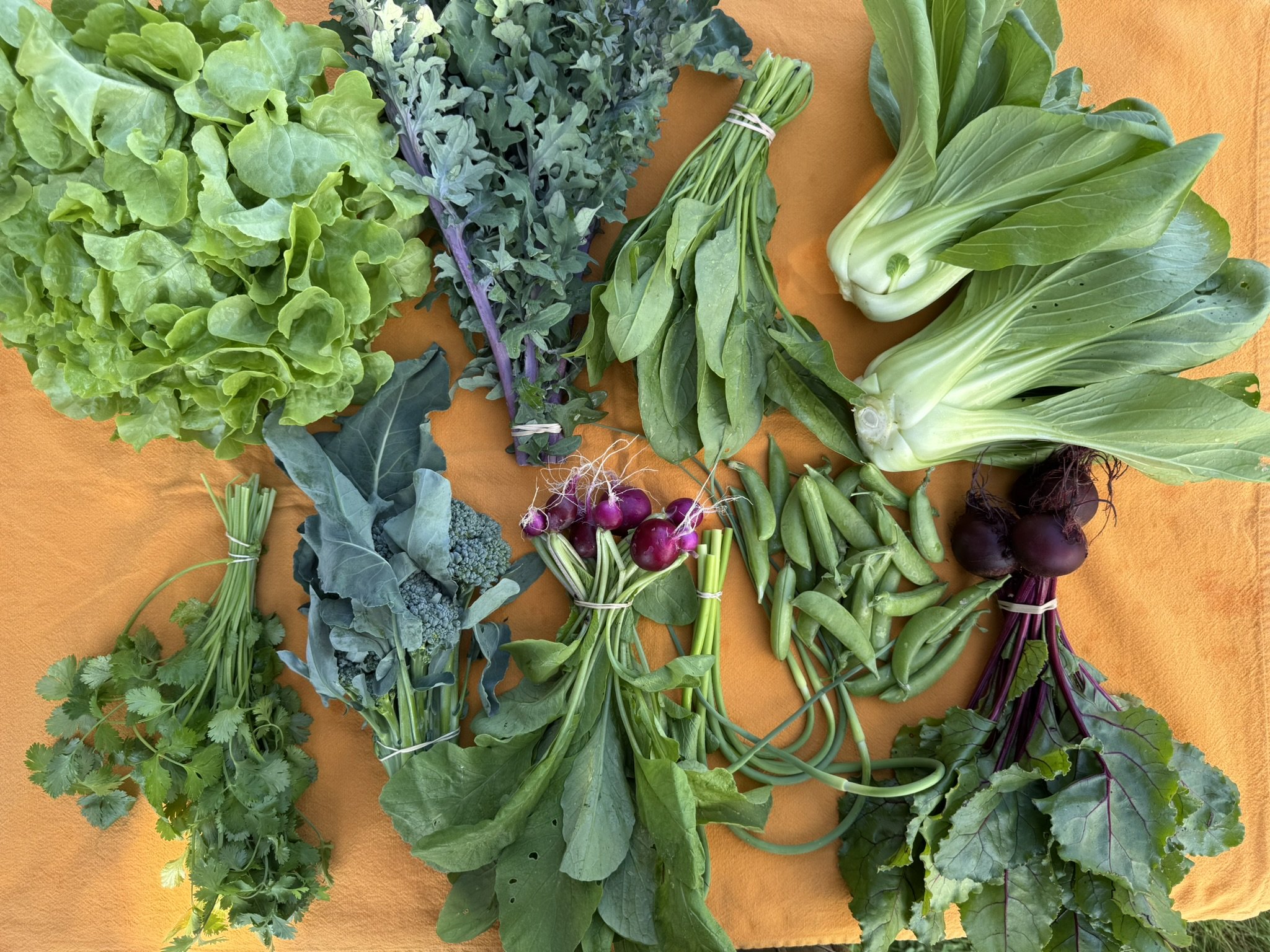 Vegetable CSA — Orange Circle Farm