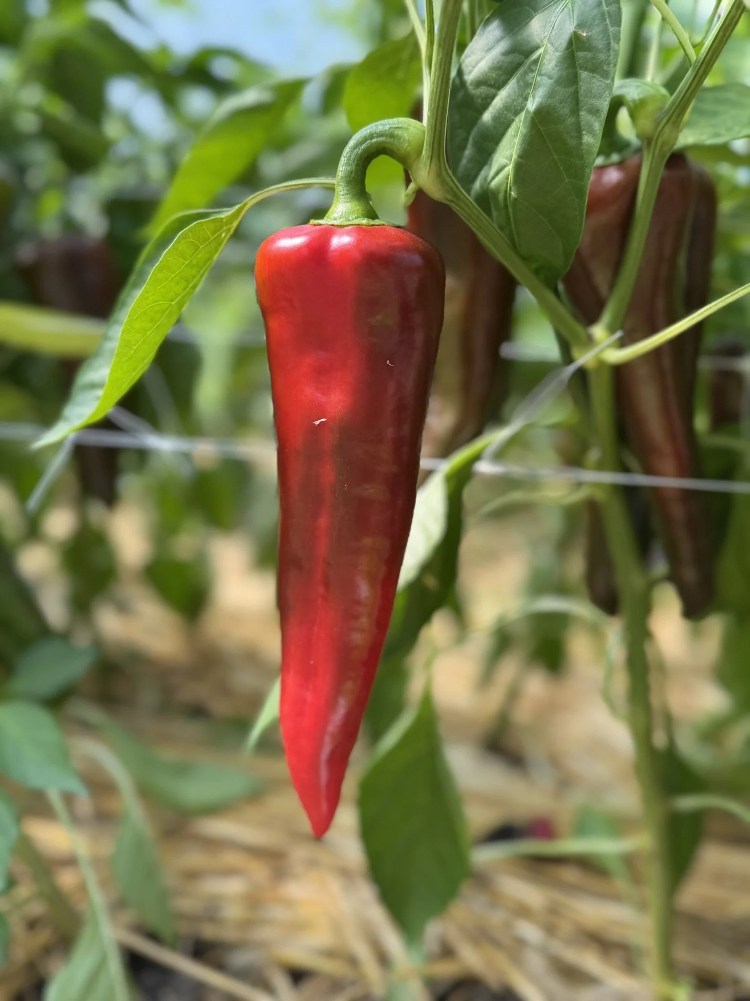 pepper carmen3 (1).JPEG