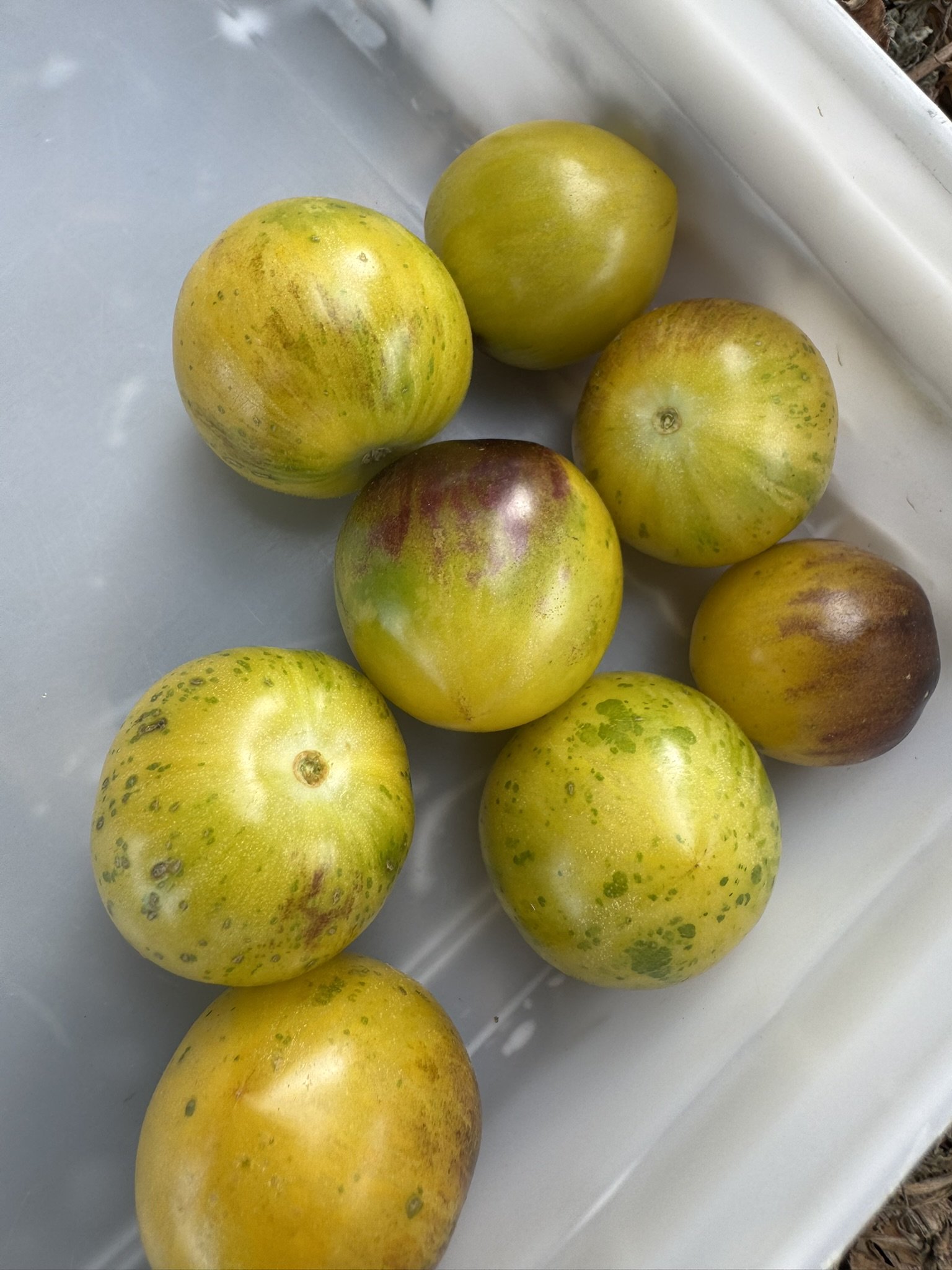 tomato-cosmic (4).JPEG