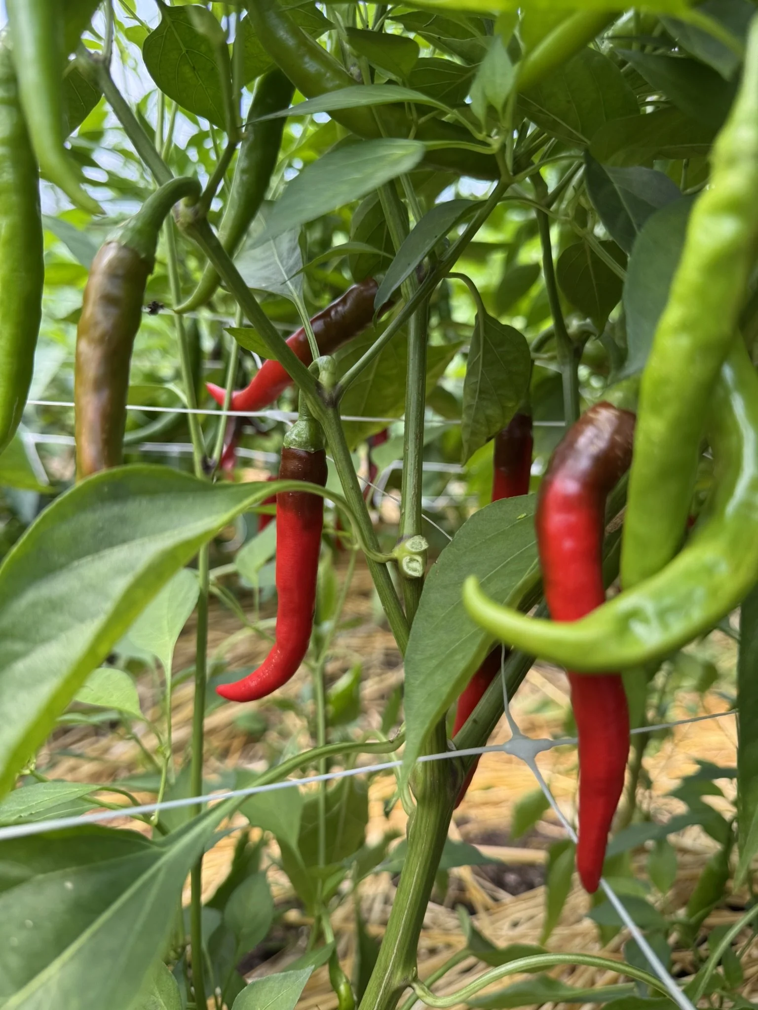 pepper cayenne (2).JPEG