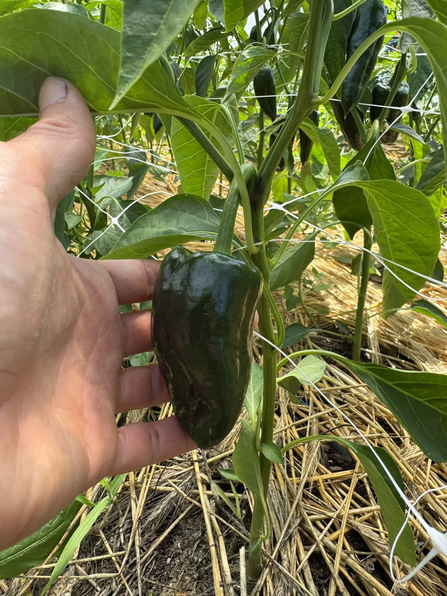 pepper poblano2.JPEG