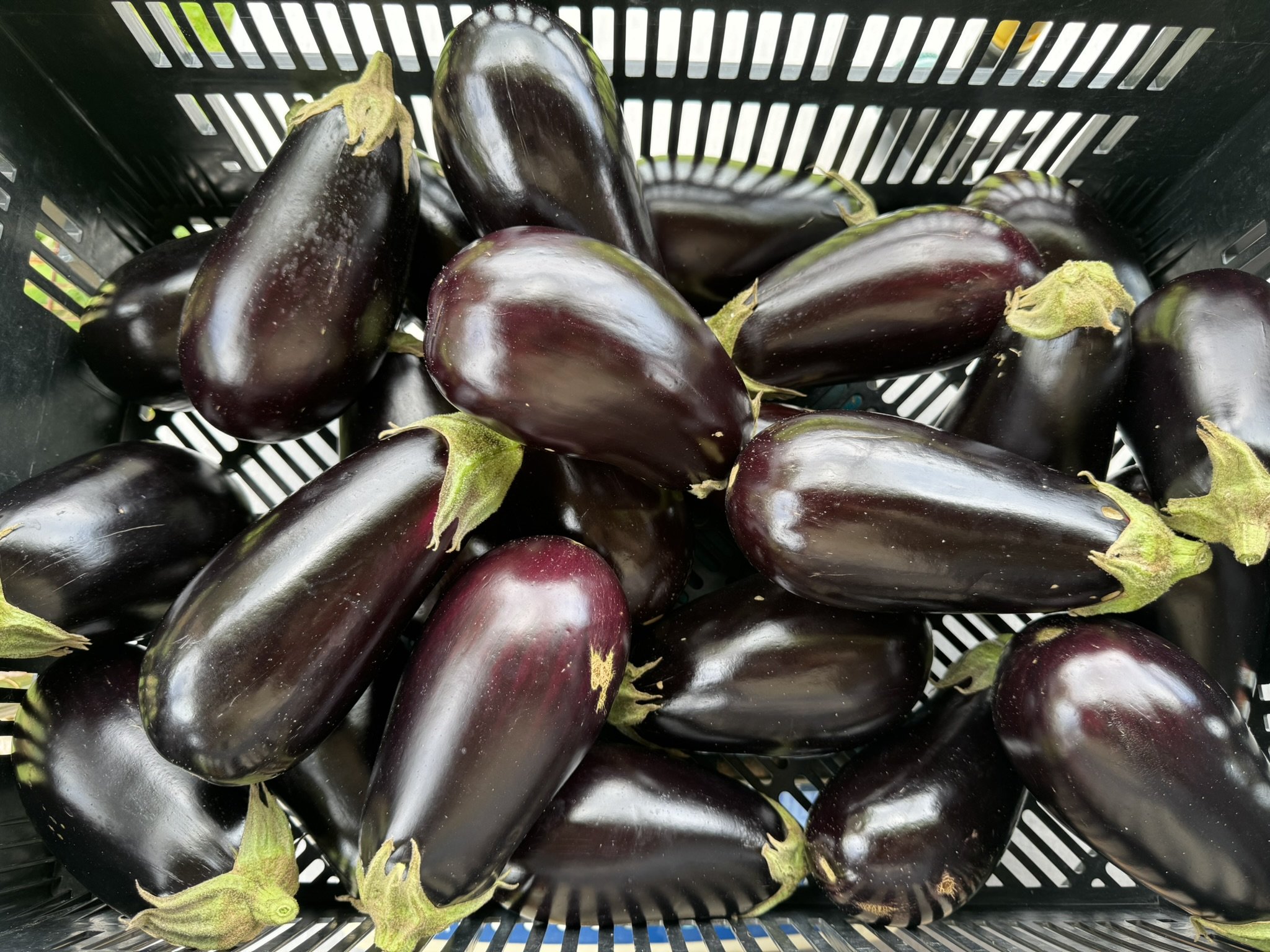 eggplant thanos 2.JPEG