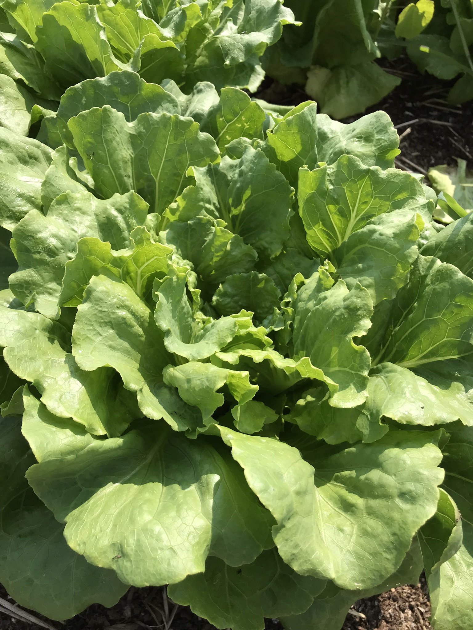 lettuce-concept (2).JPEG