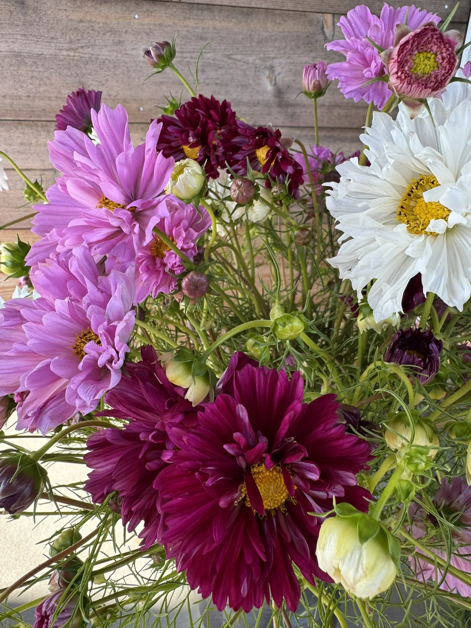 cosmos double click (2).JPEG