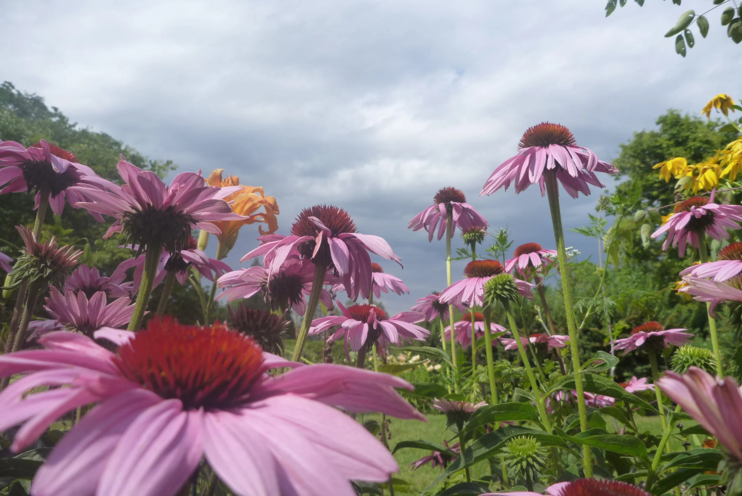 Echinacea-Purpurea