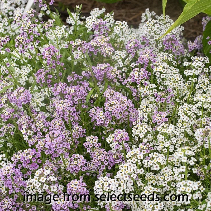 Alyssum