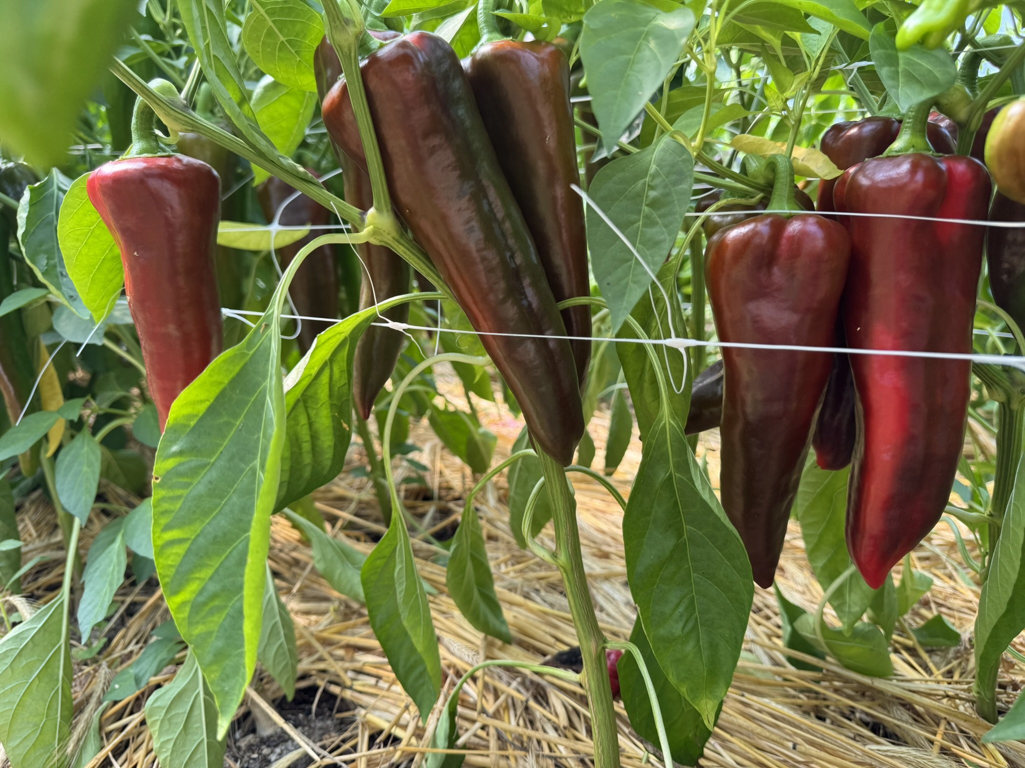 pepper carmen3 (2).JPEG