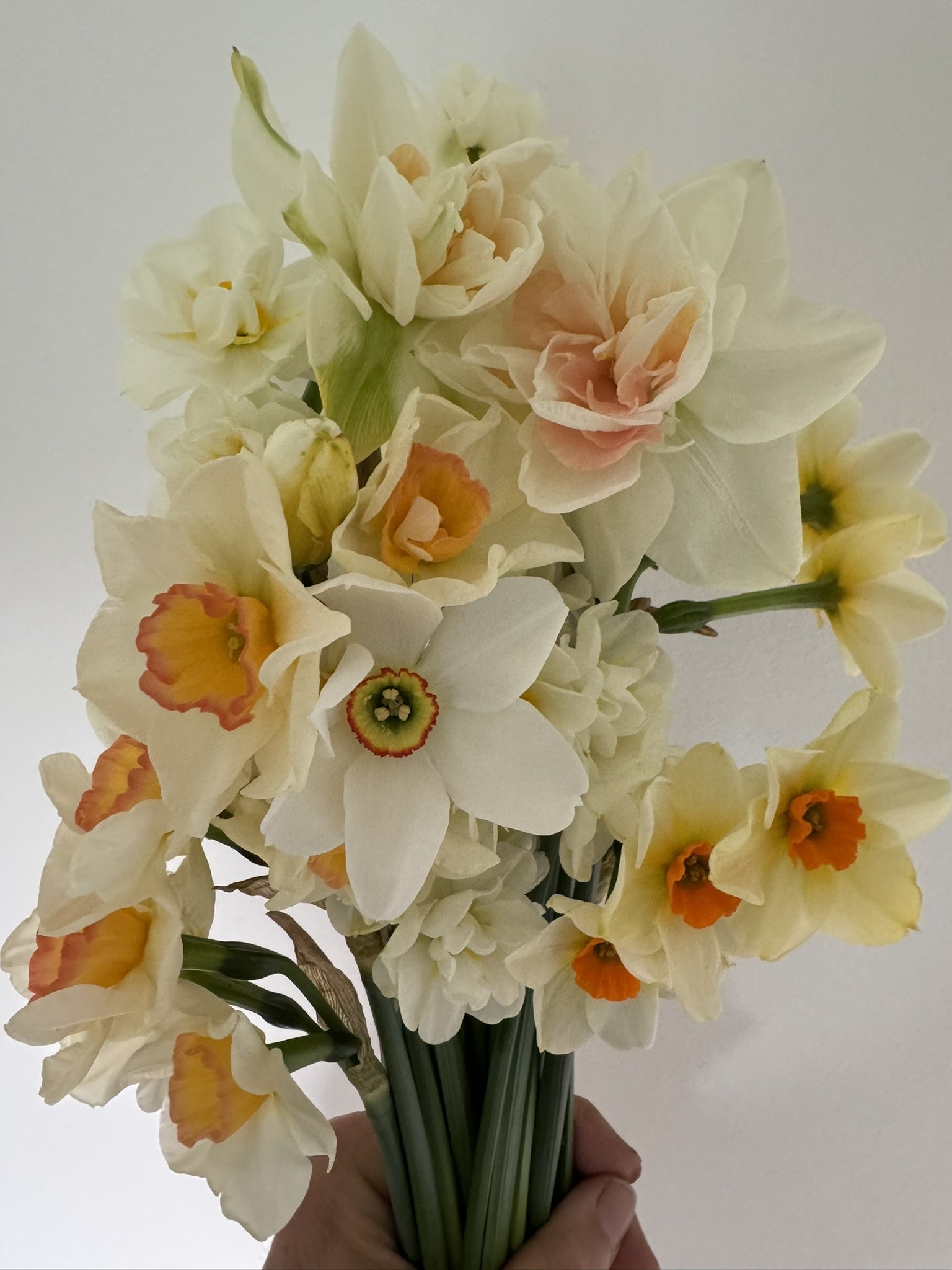 Daffodils-Mixed Bouquet