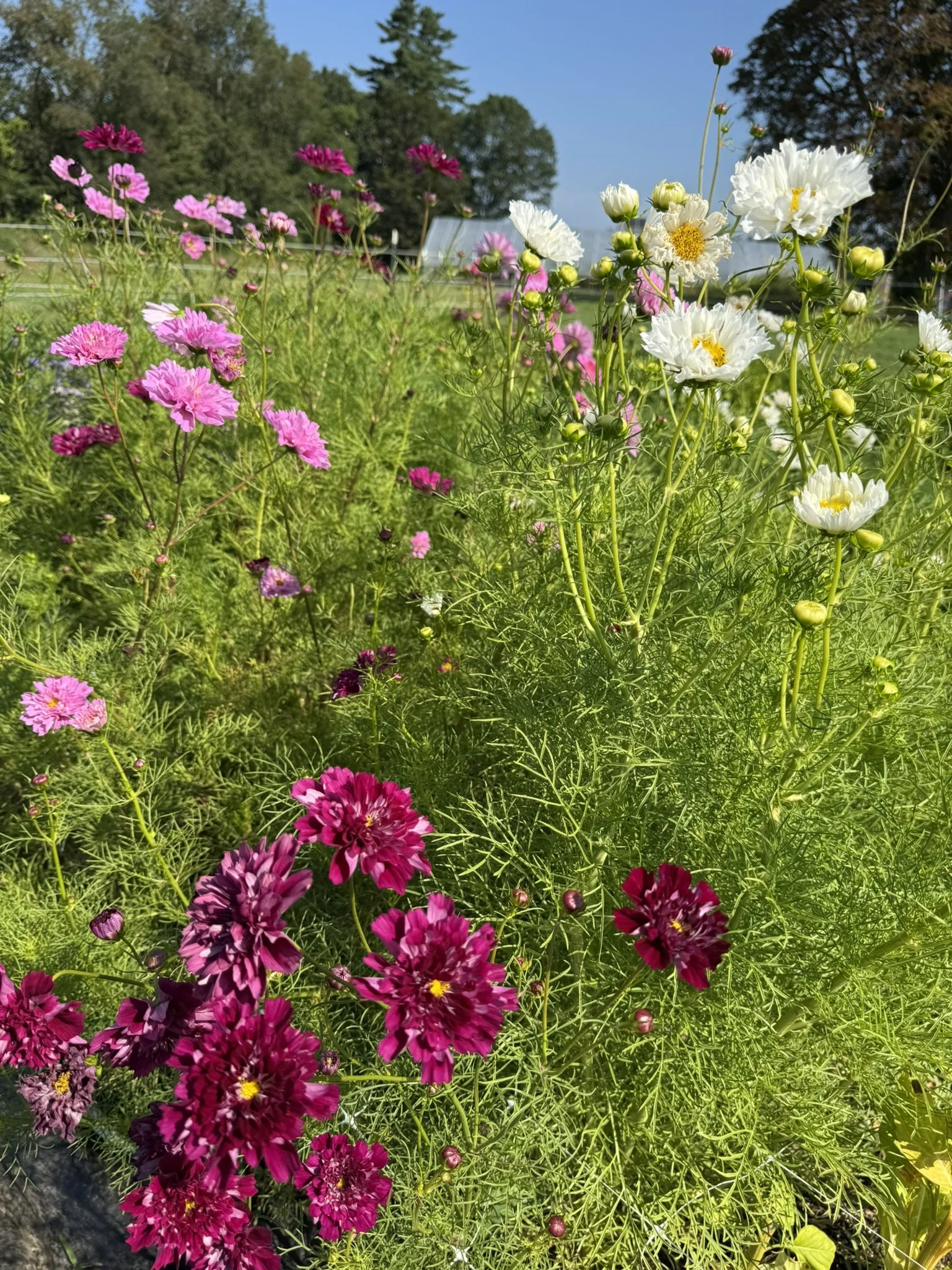 cosmos double click (5).JPEG