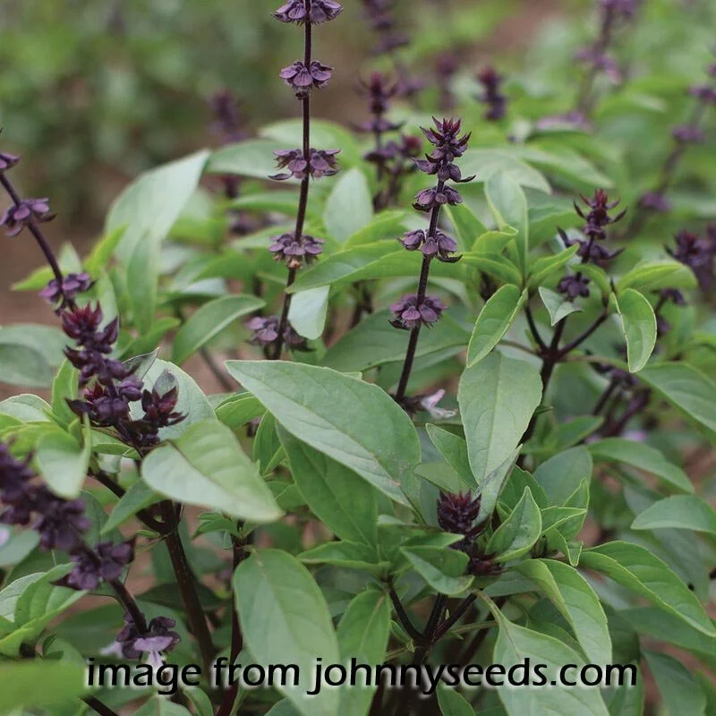 Basil-Thai