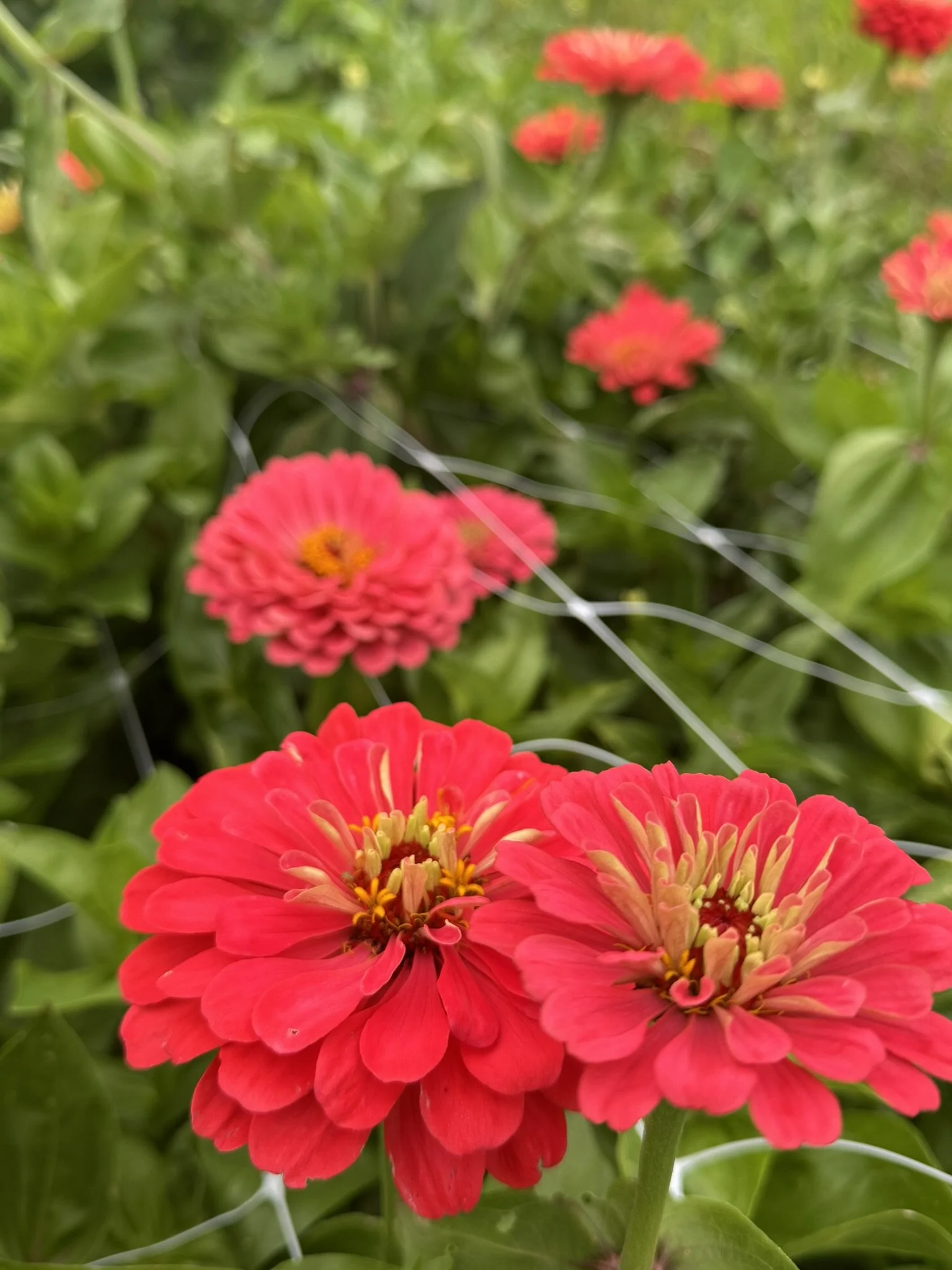 zinnia giant coral (4).JPEG