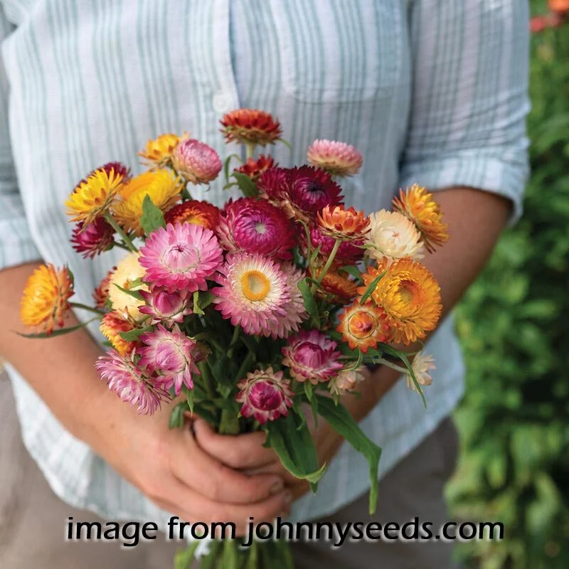 strawflower choice mix J copy.jpg