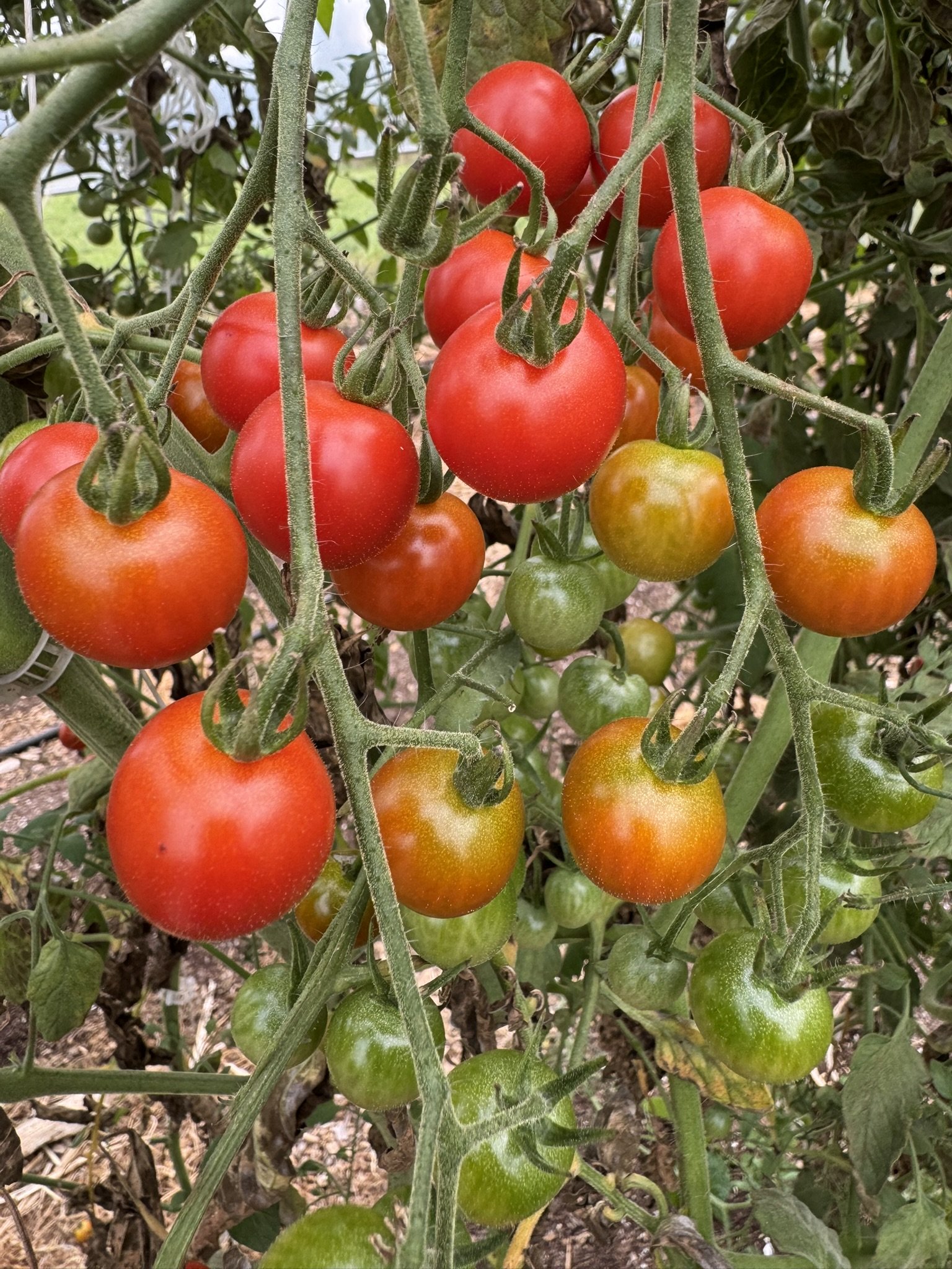 Tomato-Supersweet 100 (cherry)