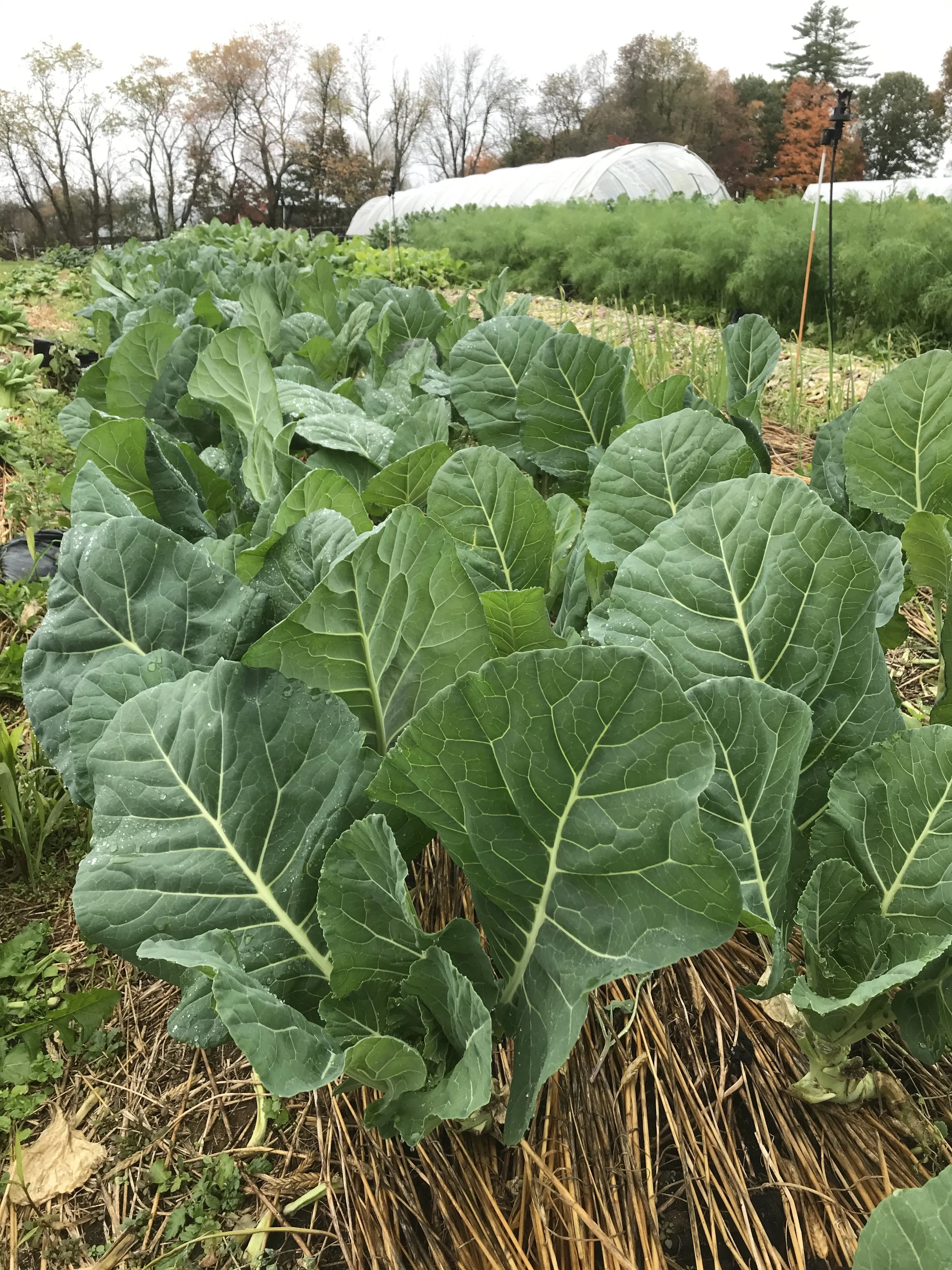 collards2.JPG