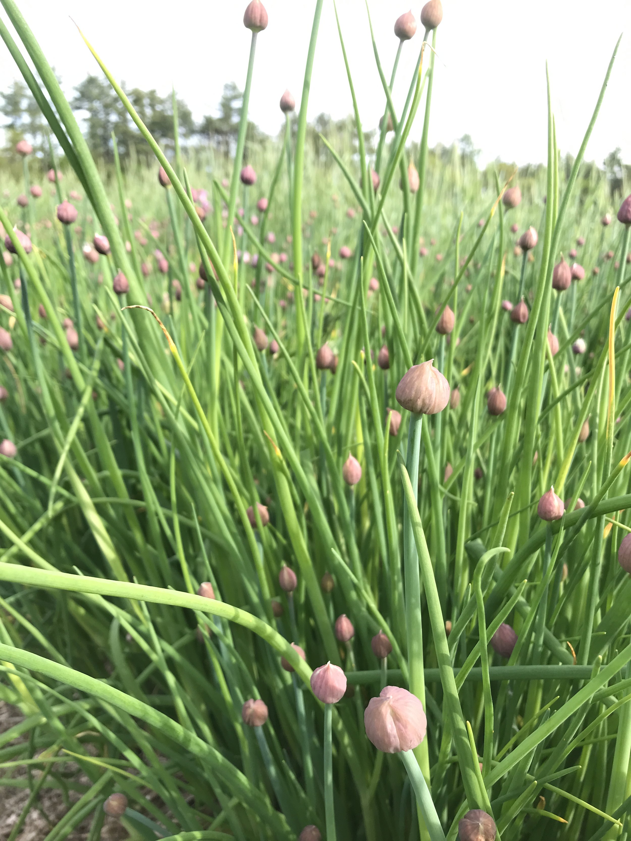chives (1).JPG