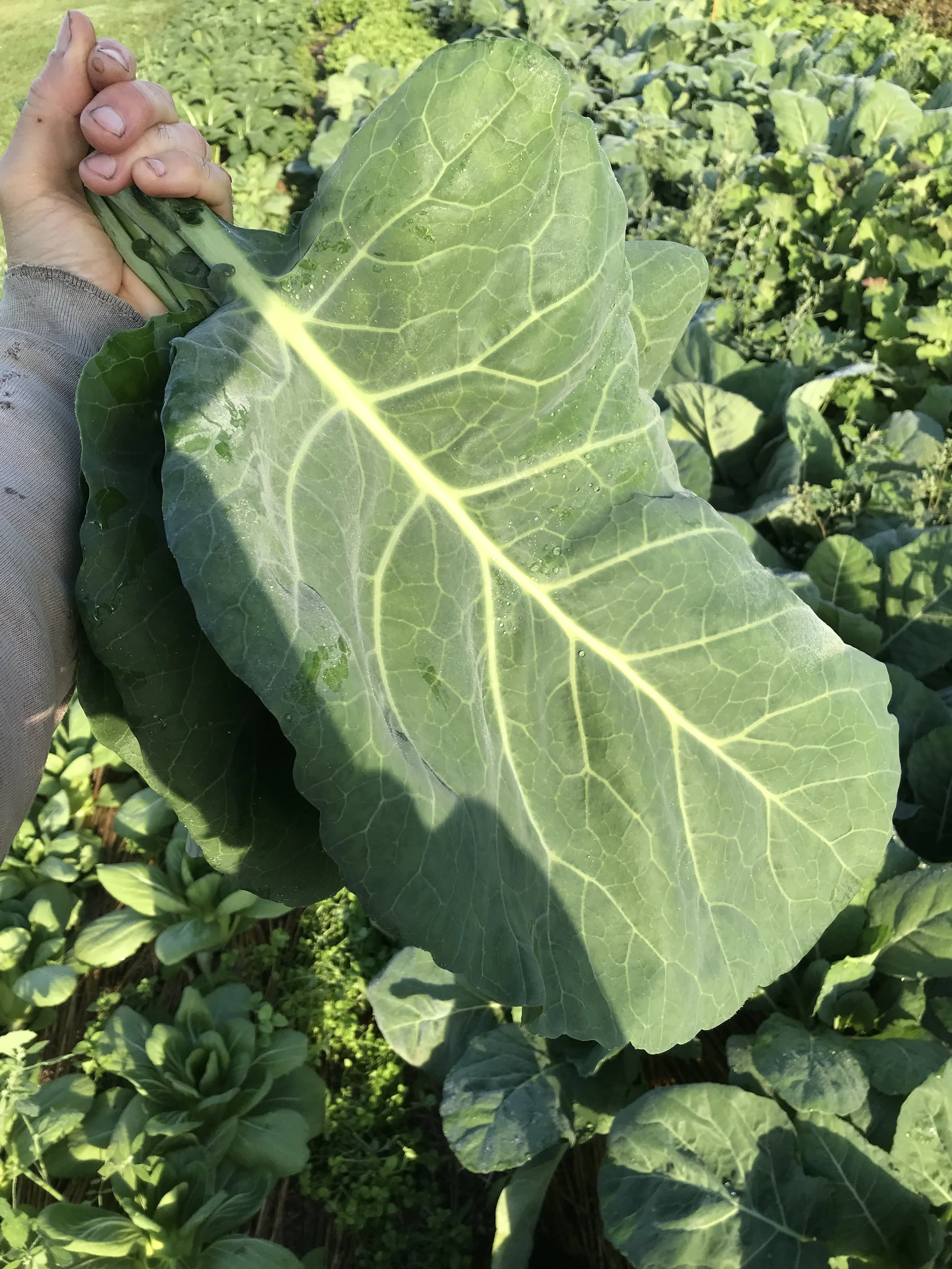 collards.JPG