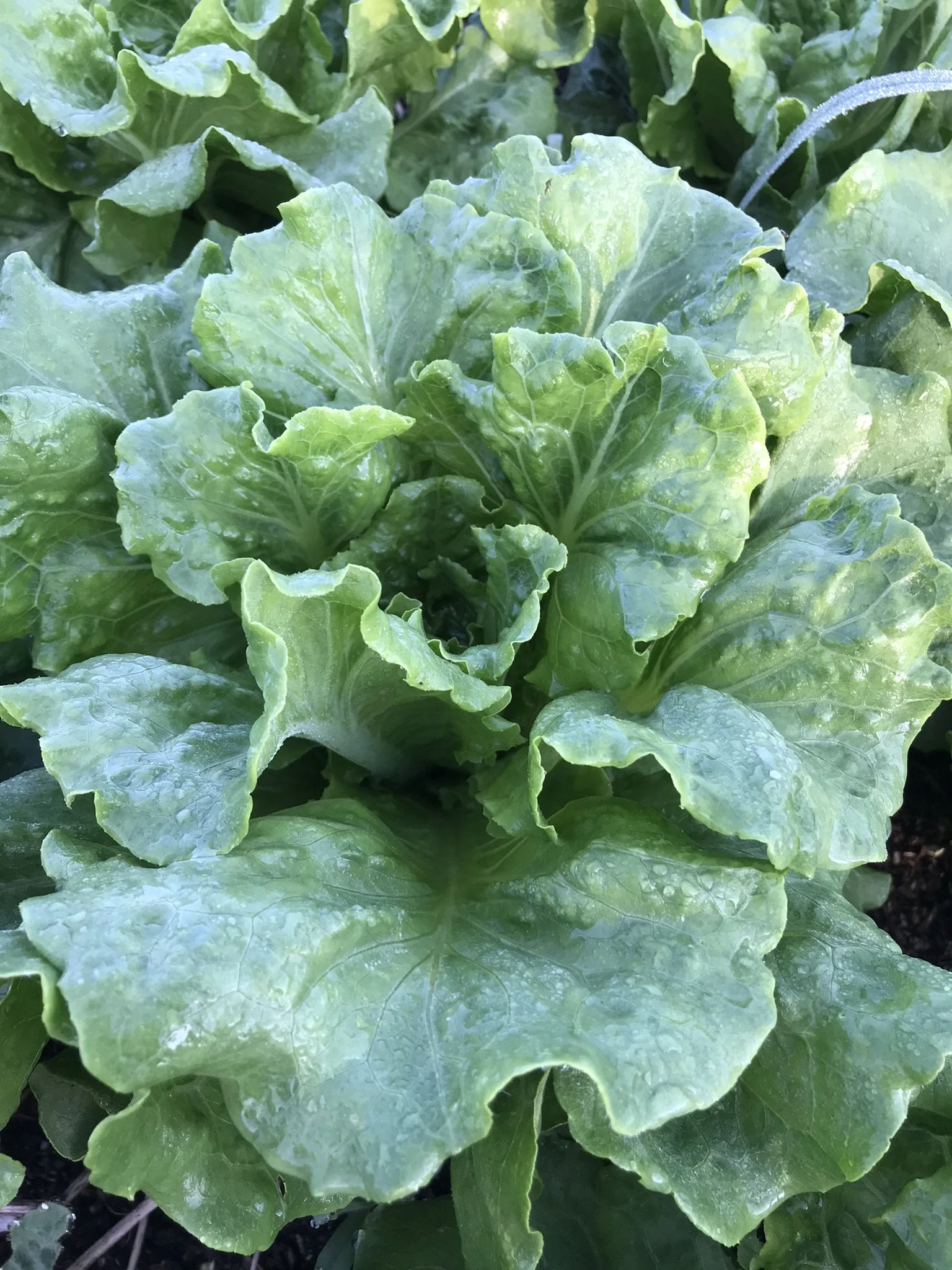 lettuce-concept (1).JPEG