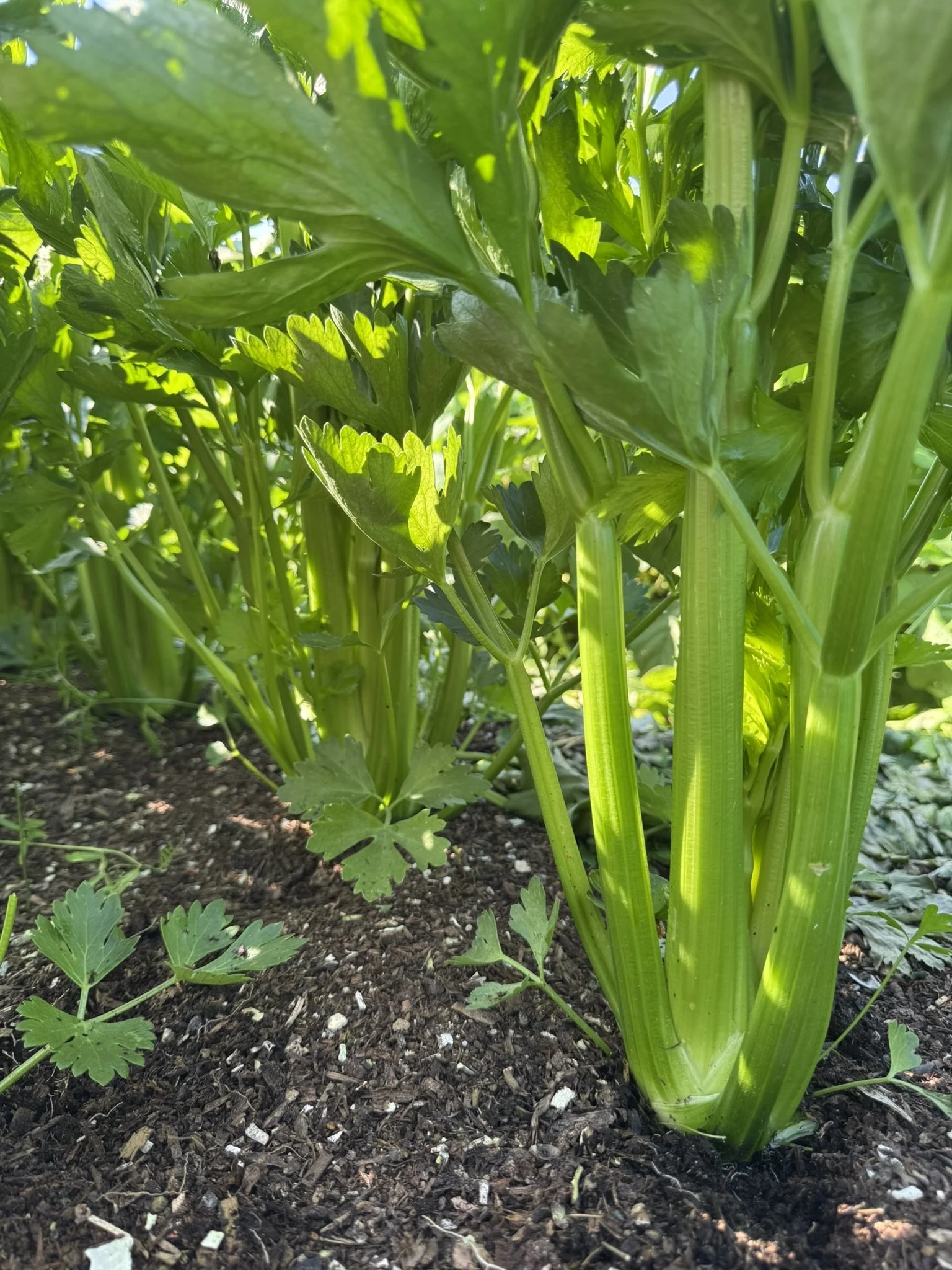 celery (2).JPEG