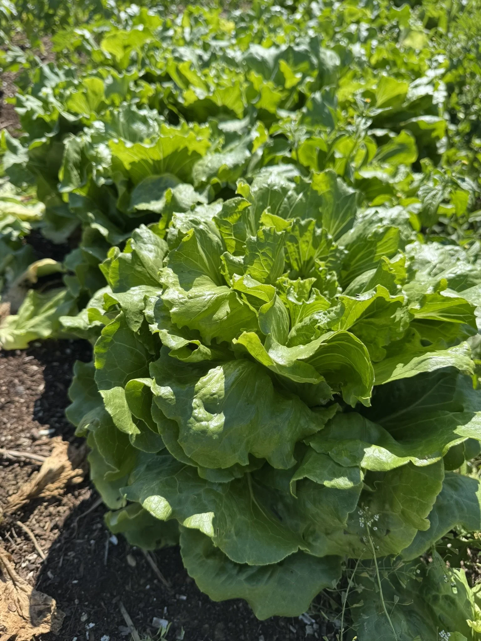 Lettuce-Concept (green)