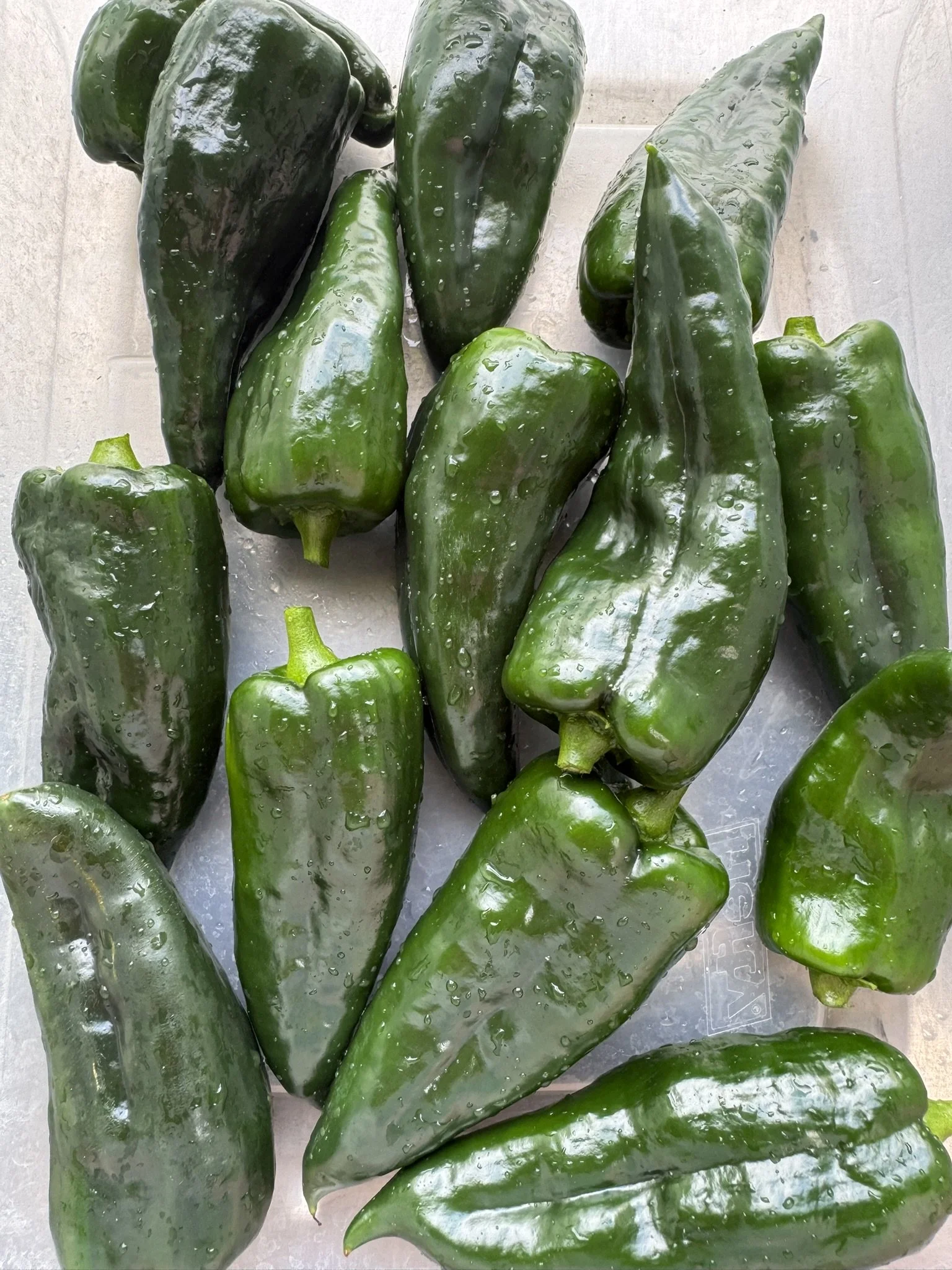 pepper-poblano2.JPEG