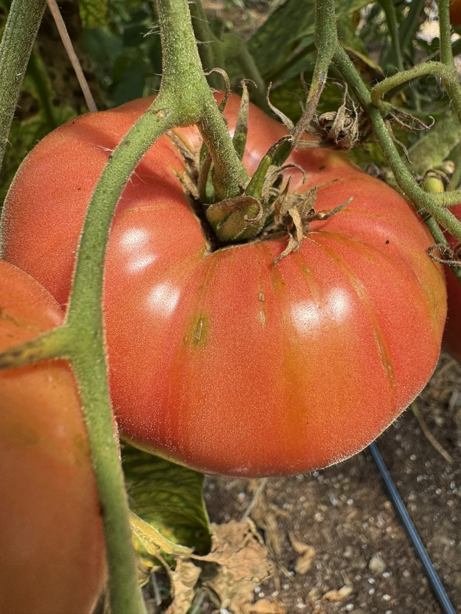 tom-brandywine 27.JPEG