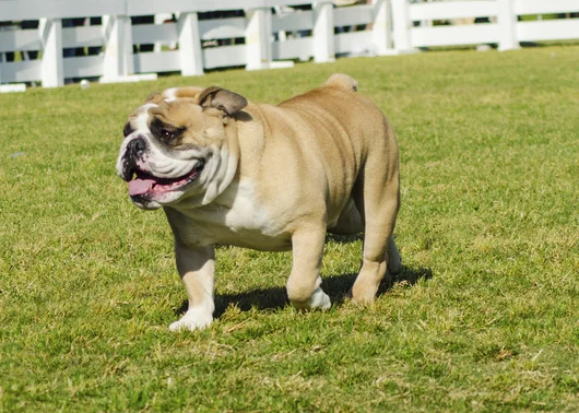 dog-parks.jpg