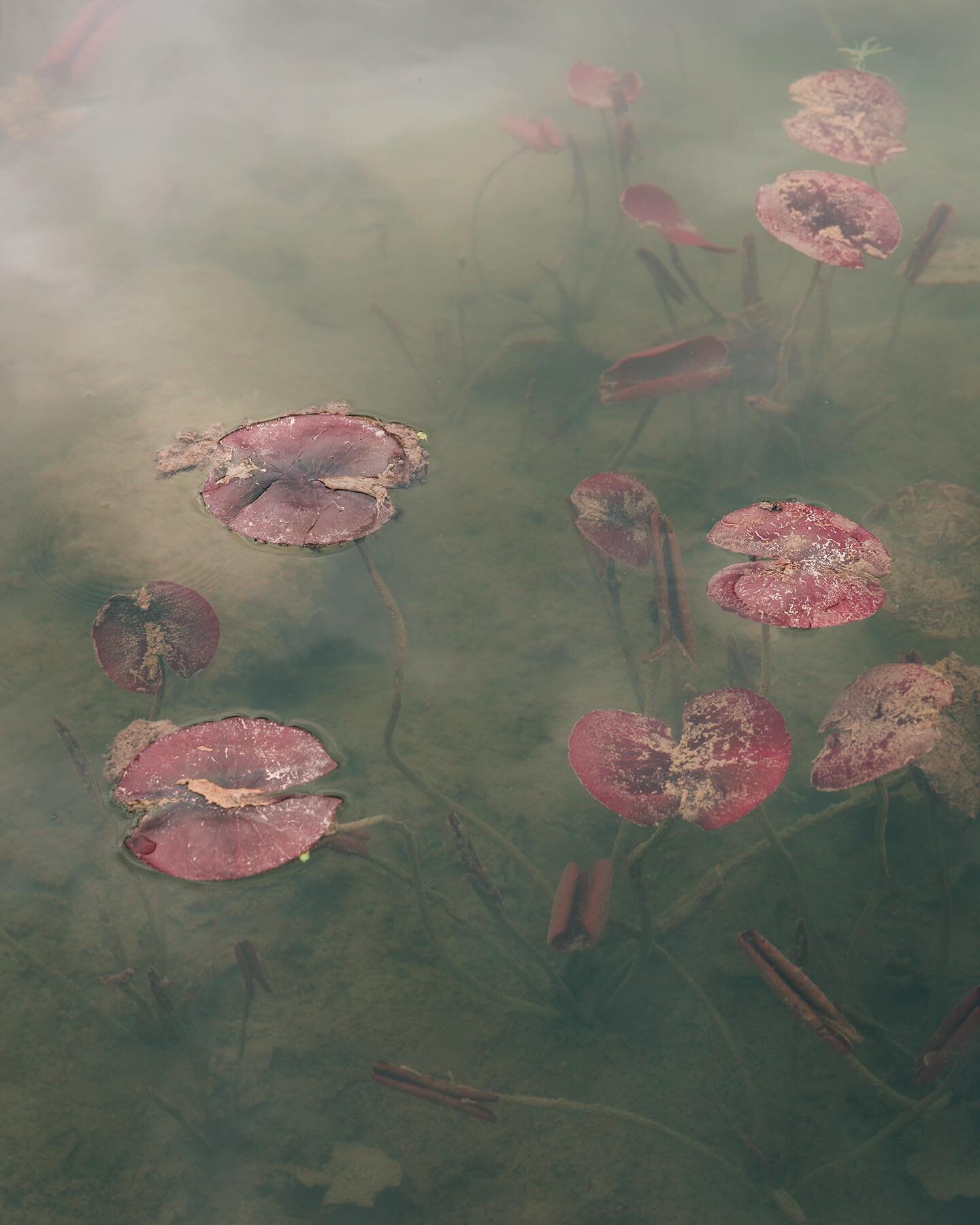 Plant Portraits, 2022

New piece shown at the Bicester Art Network exhibition last week 🙌🏻
Potentially a new series in the making?

 #naturephotography #naturephotographer #bicesterartnetwork #oxfordshireartweeks