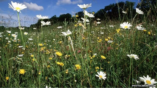summer_meadow.jpg