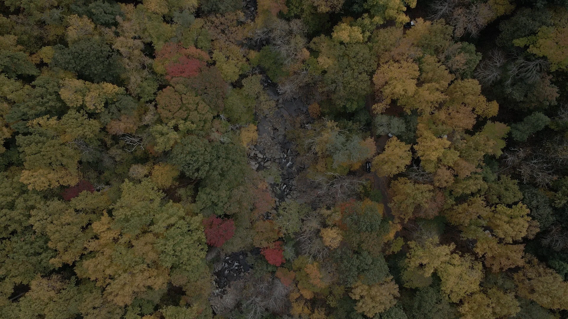 Trees Before.jpg