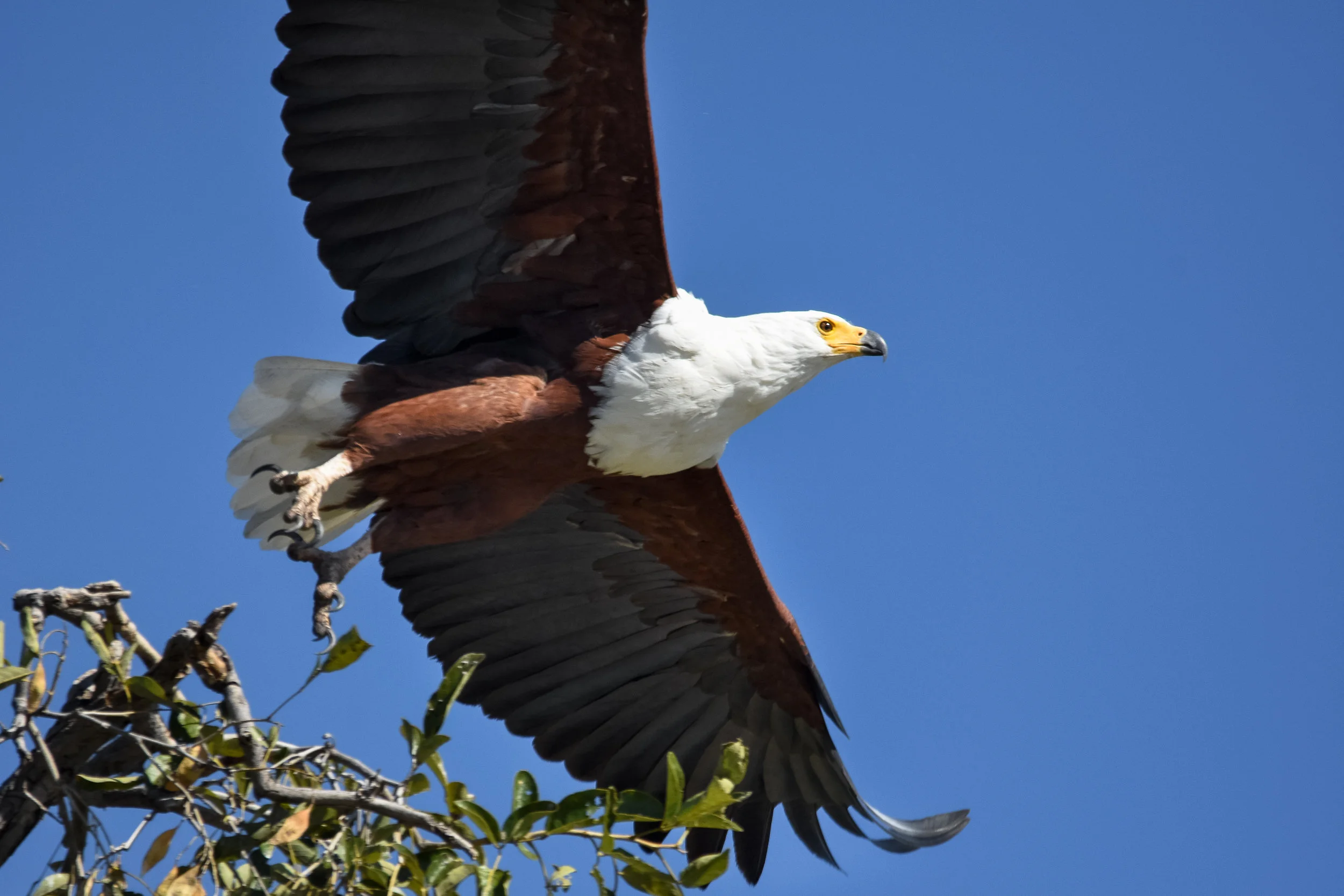 Fish Eagle.jpg