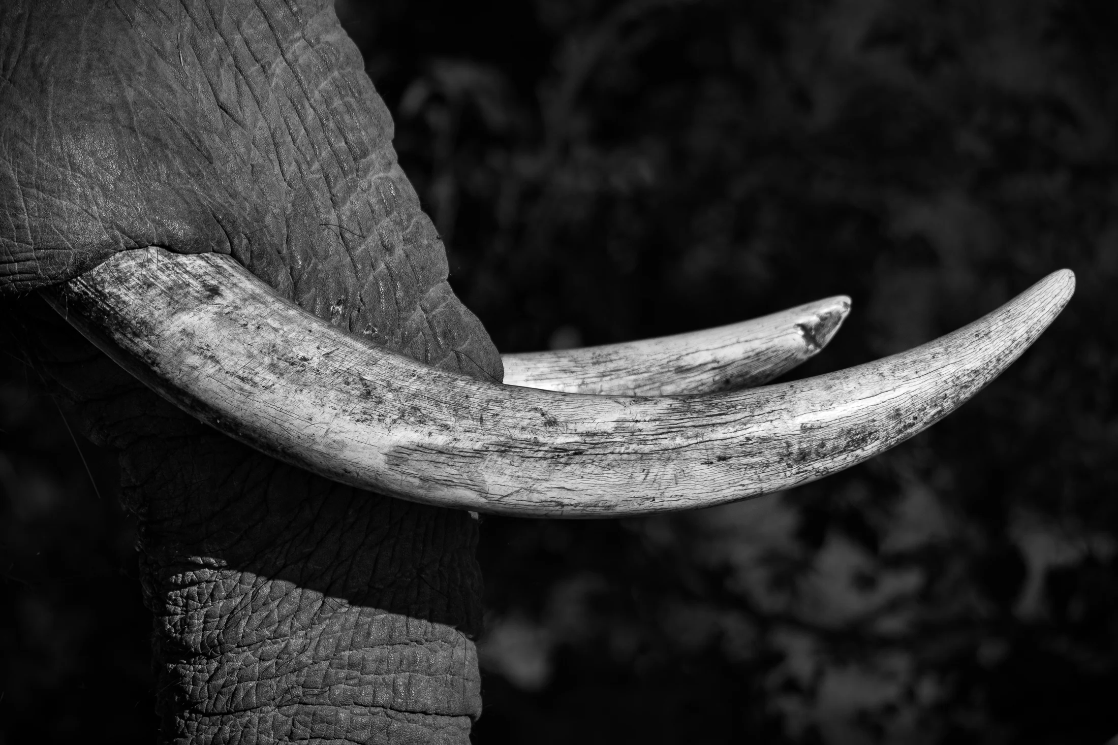 Tusk tools - b&w.JPG