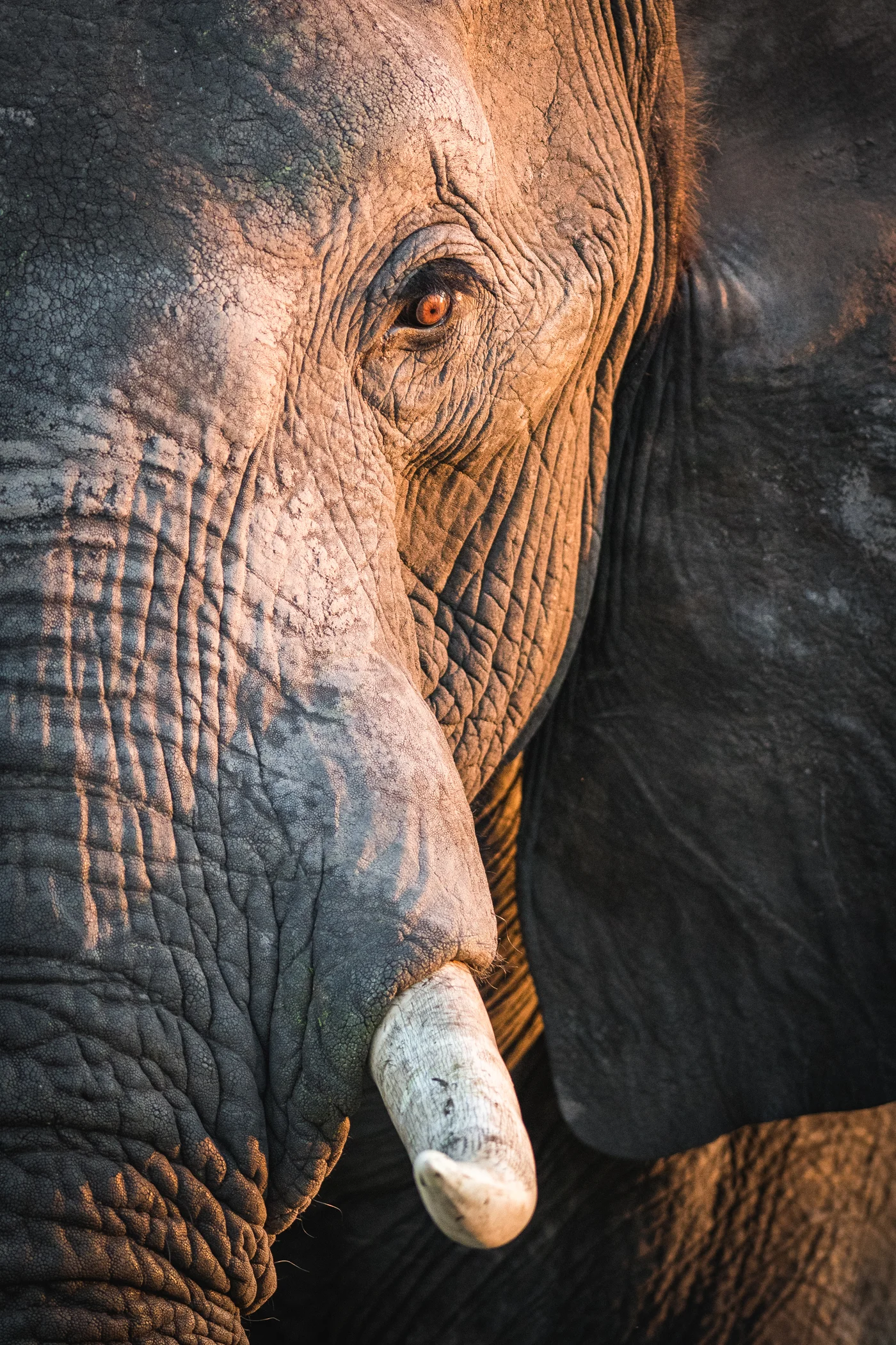 Elephant - Perfect timing.jpg