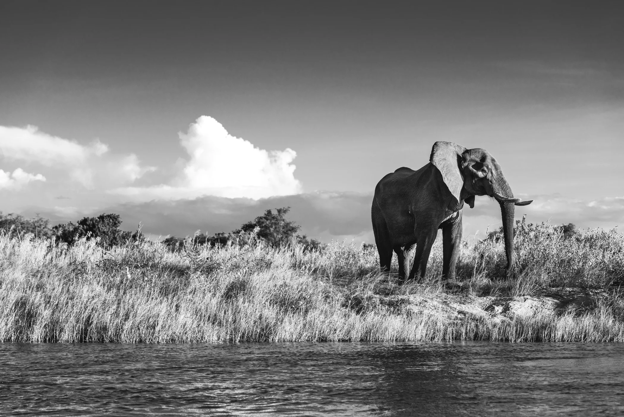 Elephant - Welcome to ZIM.jpg