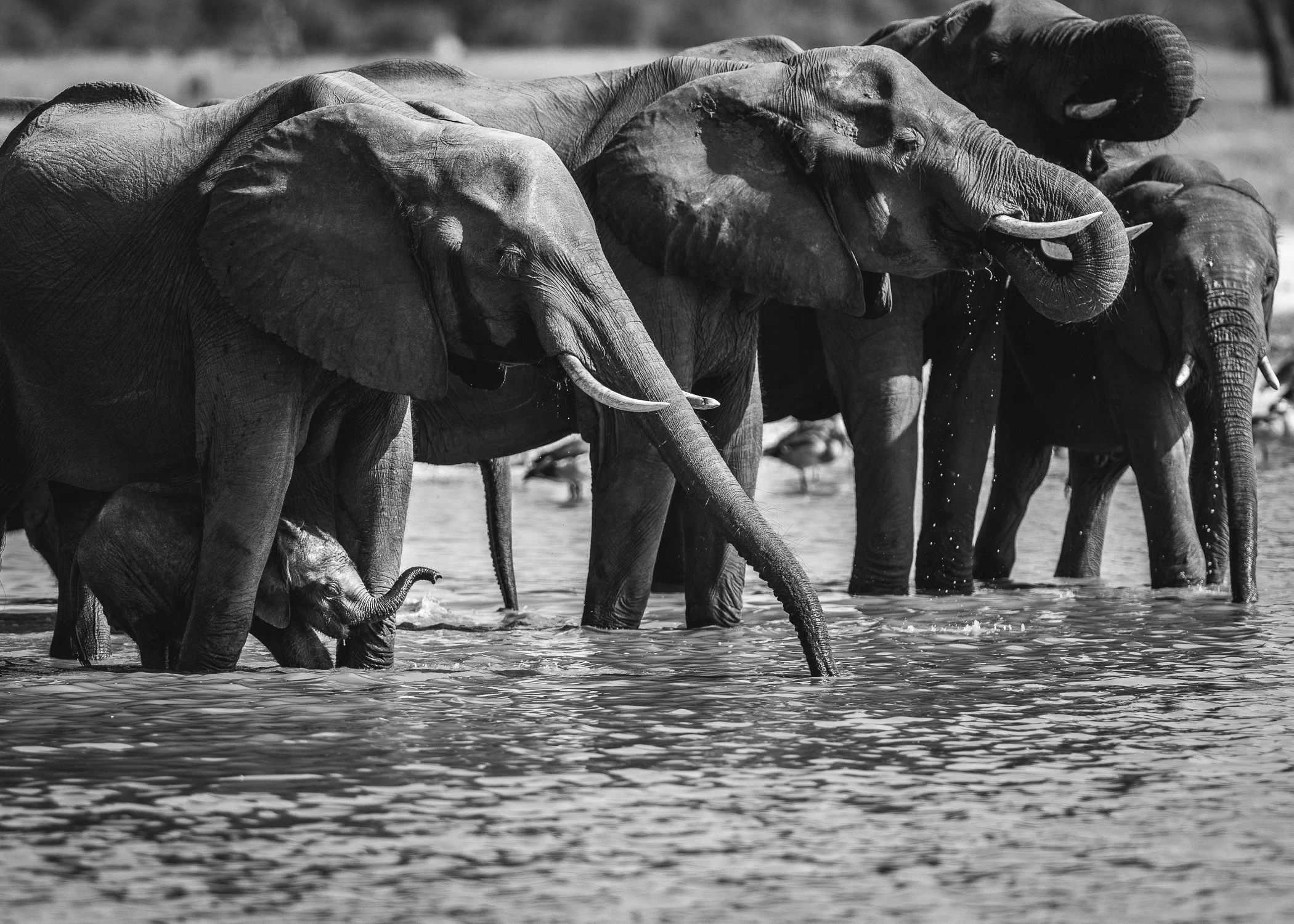 Elephant - all sizes.jpg