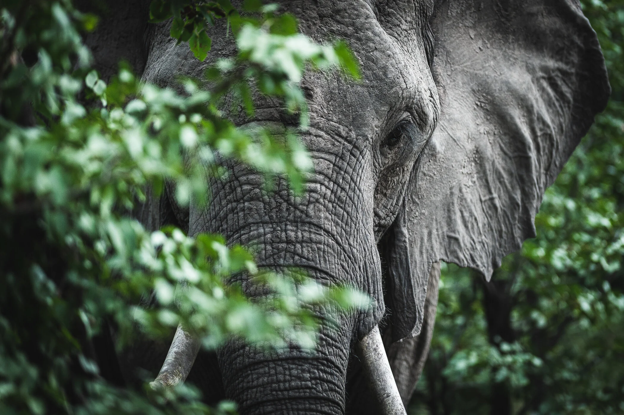Elephant jungle.jpg