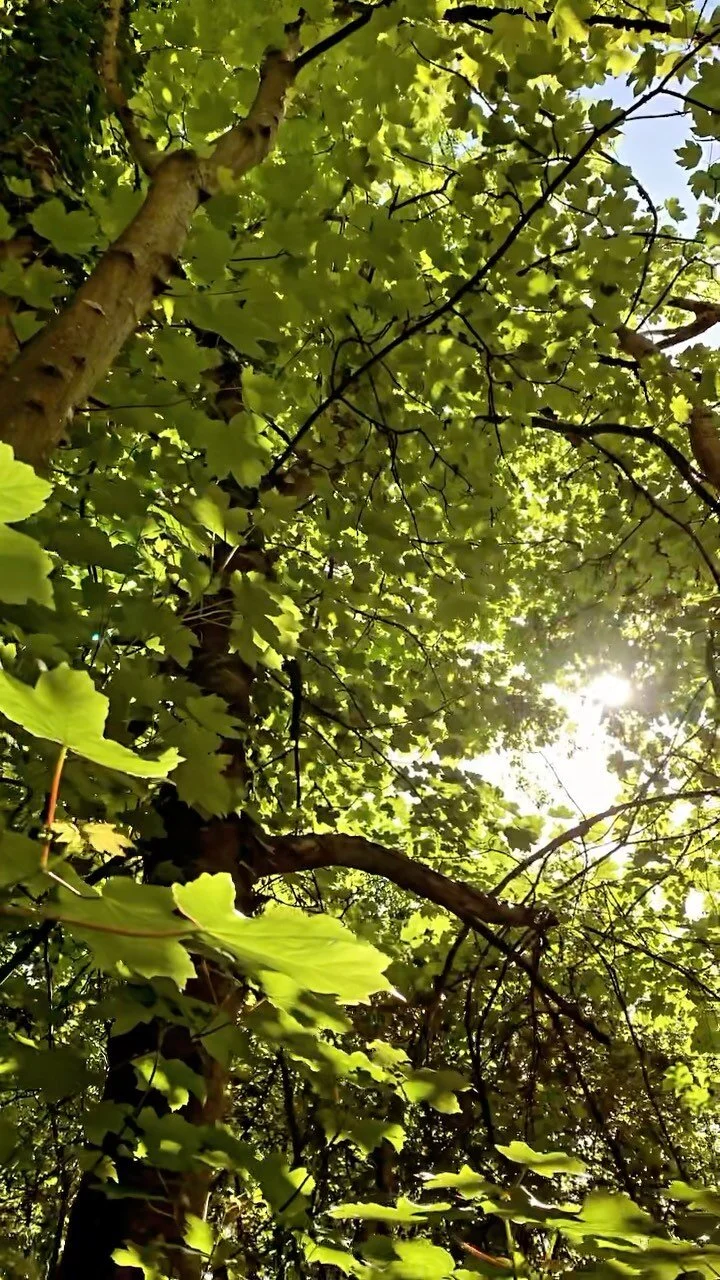 Summer evening illustration feels 🌞
.
.
#ruthemmafox #goldenhour #nature #handrawn #catsofinstagram #gardeninspiration