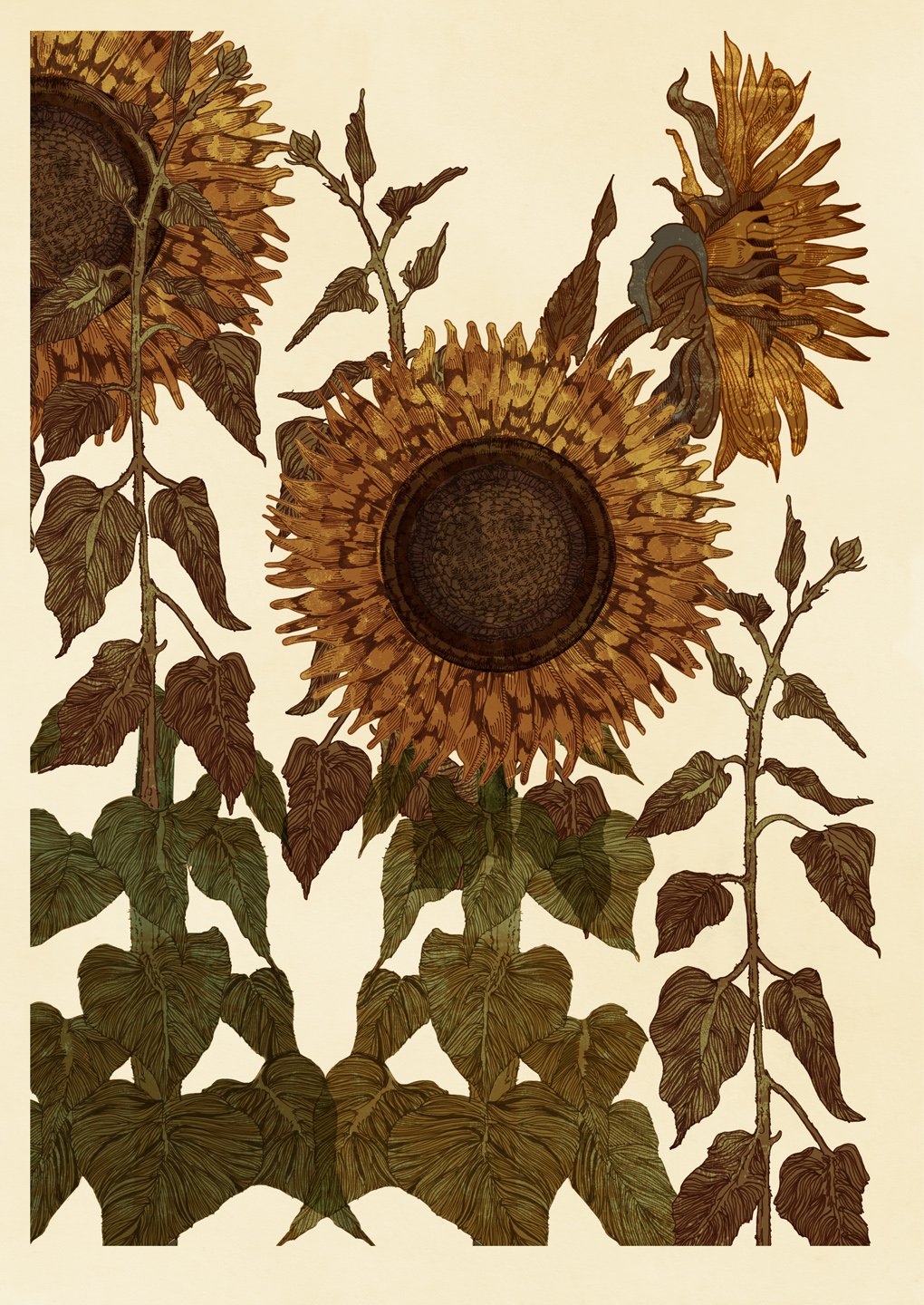 ruth emma fox sunflower illustration.jpg
