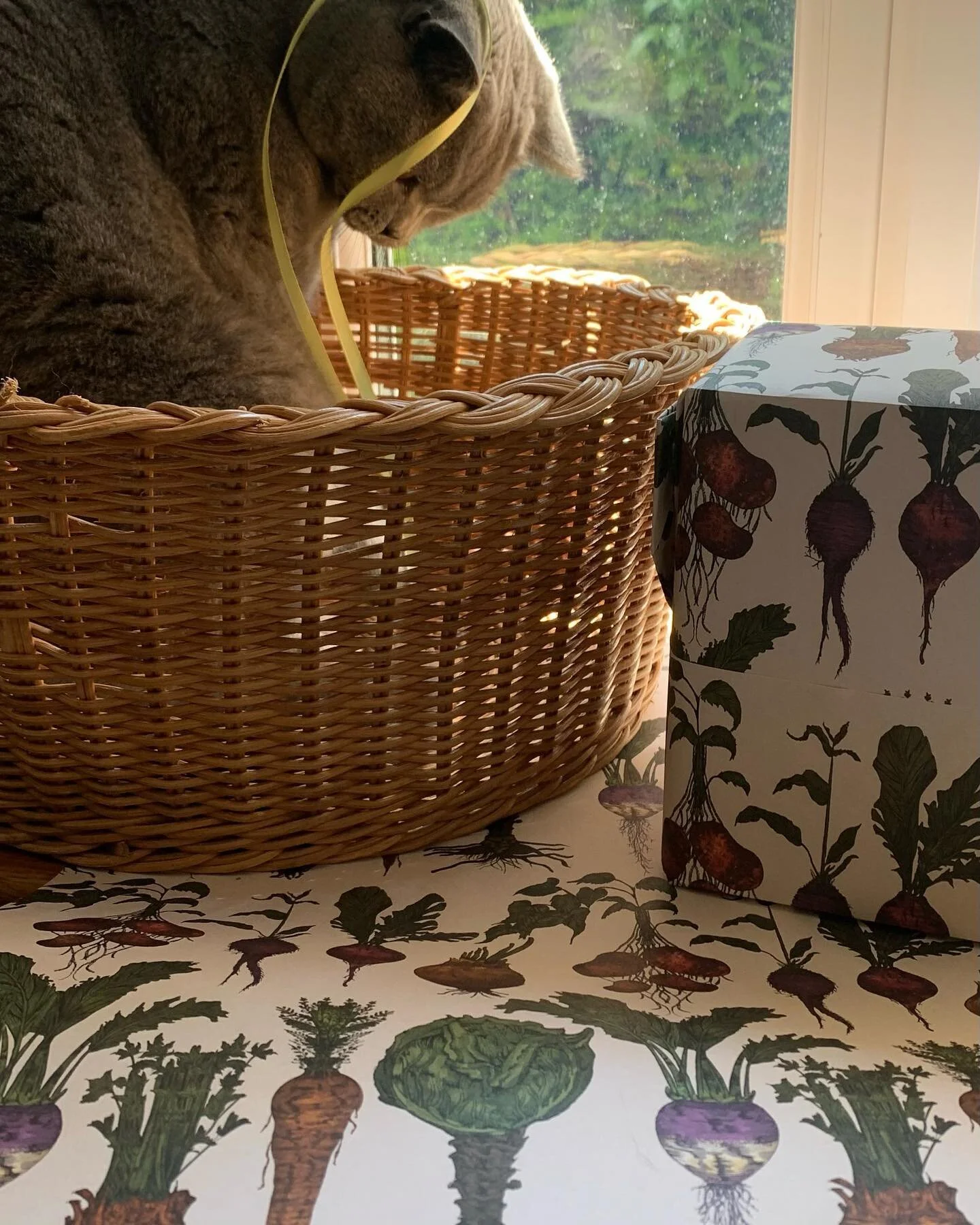 After the photoshoot. Gabriel, angel by name cheeky by nature! I hope you like the new wrapping paper as much as he does! 
I’ve been wrapping with it and can confirm it’s a satisfying wrap! The sheet offers are now on when buying multiple