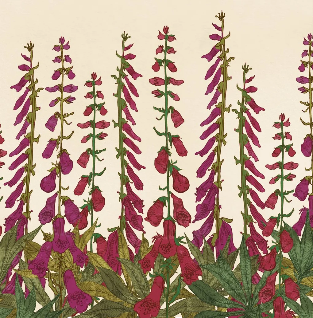 ruthemmafox_foxglove_image3.jpg