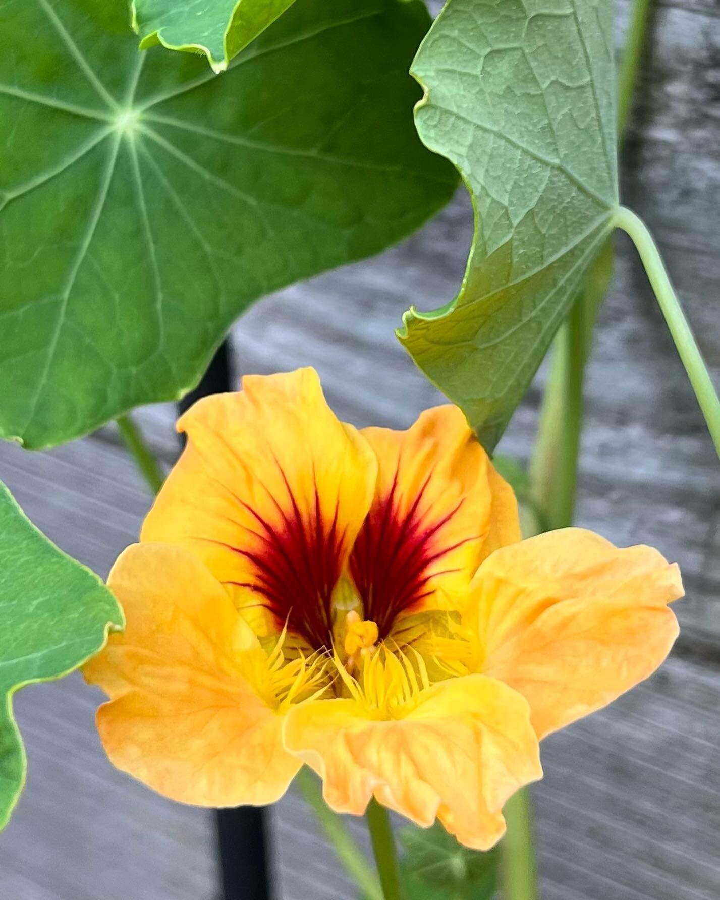 This nasturtium from yesterday&rsquo;s reel has a message for you this Sunday morning 🫶❤️

Nasturtiums are excellent allies for joy, positivity, and creativity. They have fairy associations too! 🧚🏽&zwj;♂️ Also the flowers, leaves, and young seeds 