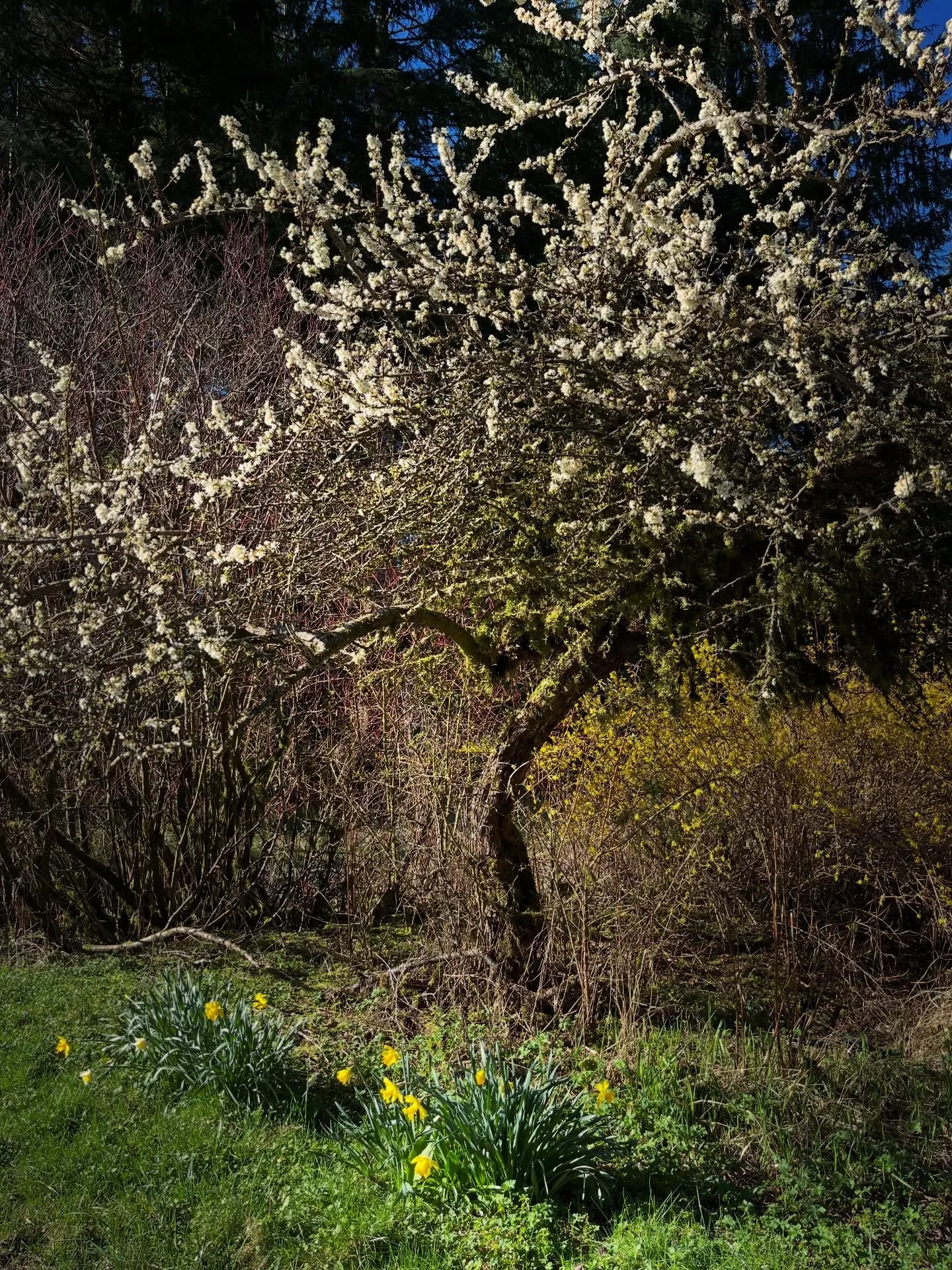 Happy equinox 🌸🌼🌷🪻

#springequinox #marchvibes #marchblooms #ostarablessings #neighborhoodwalks