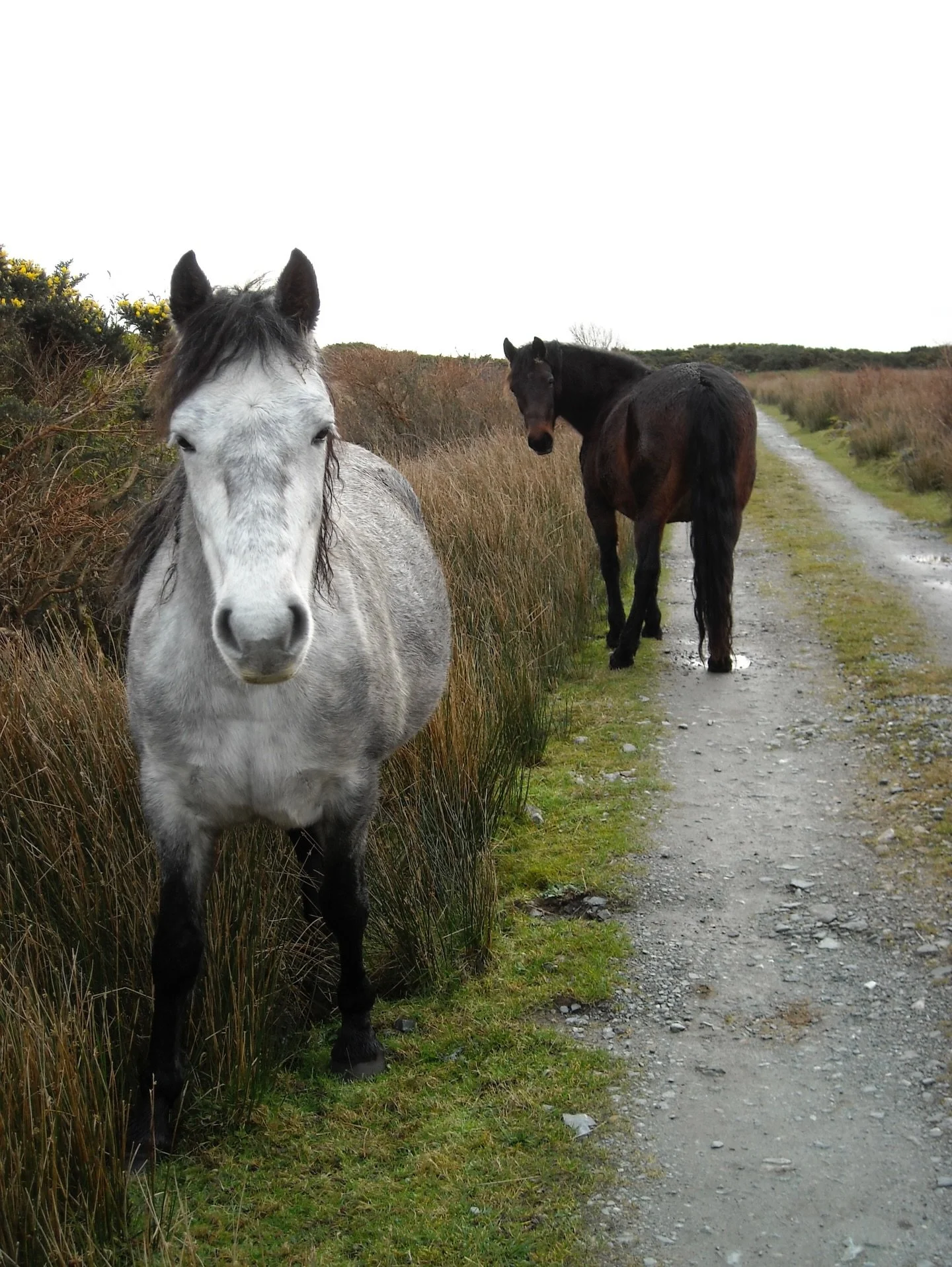 🍀🌈🍀 Happy St. Paddy&rsquo;s 🍀🌈🍀 Some favorite photos from my trips to the beautiful green isle. Do you celebrate? I&rsquo;m hoping to make some soda bread today. 💚🍺 Slainte!

#stpatricksday☘️ #stpatricksday🍀 #iloveireland #naturetherapy🌿 #c