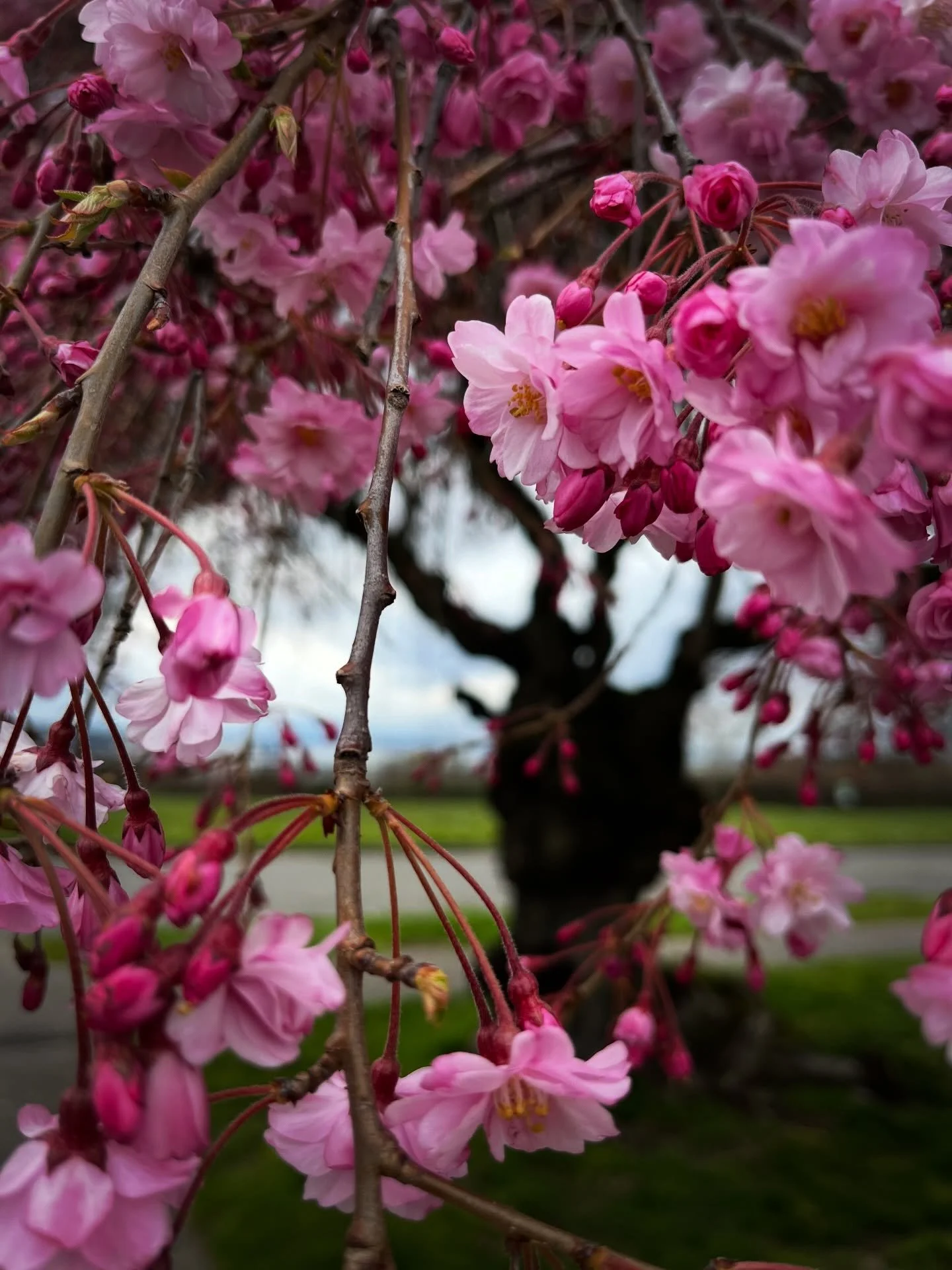 Came across this stunning, magical tree on a walk in an unfamiliar neighborhood this weekend. It&rsquo;s one of the most beautiful I&rsquo;ve ever seen 🌸

#cherryblossomseason #naturetherapy🌿 #magicaltree #iloveseattle #springishere🌸