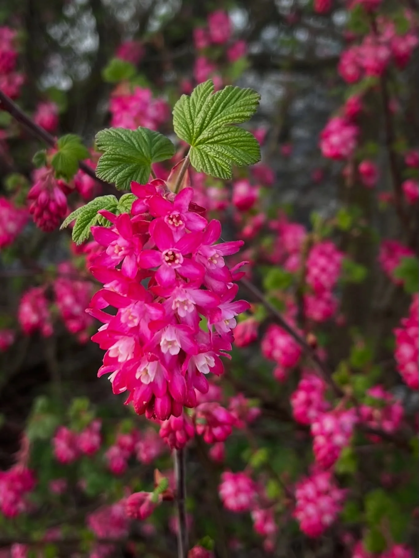 No fooling, only flowers. 🌸 Spring at Greenlake. Happy April!

#april1 #aprilvibes #iloveseattle #springflorals
