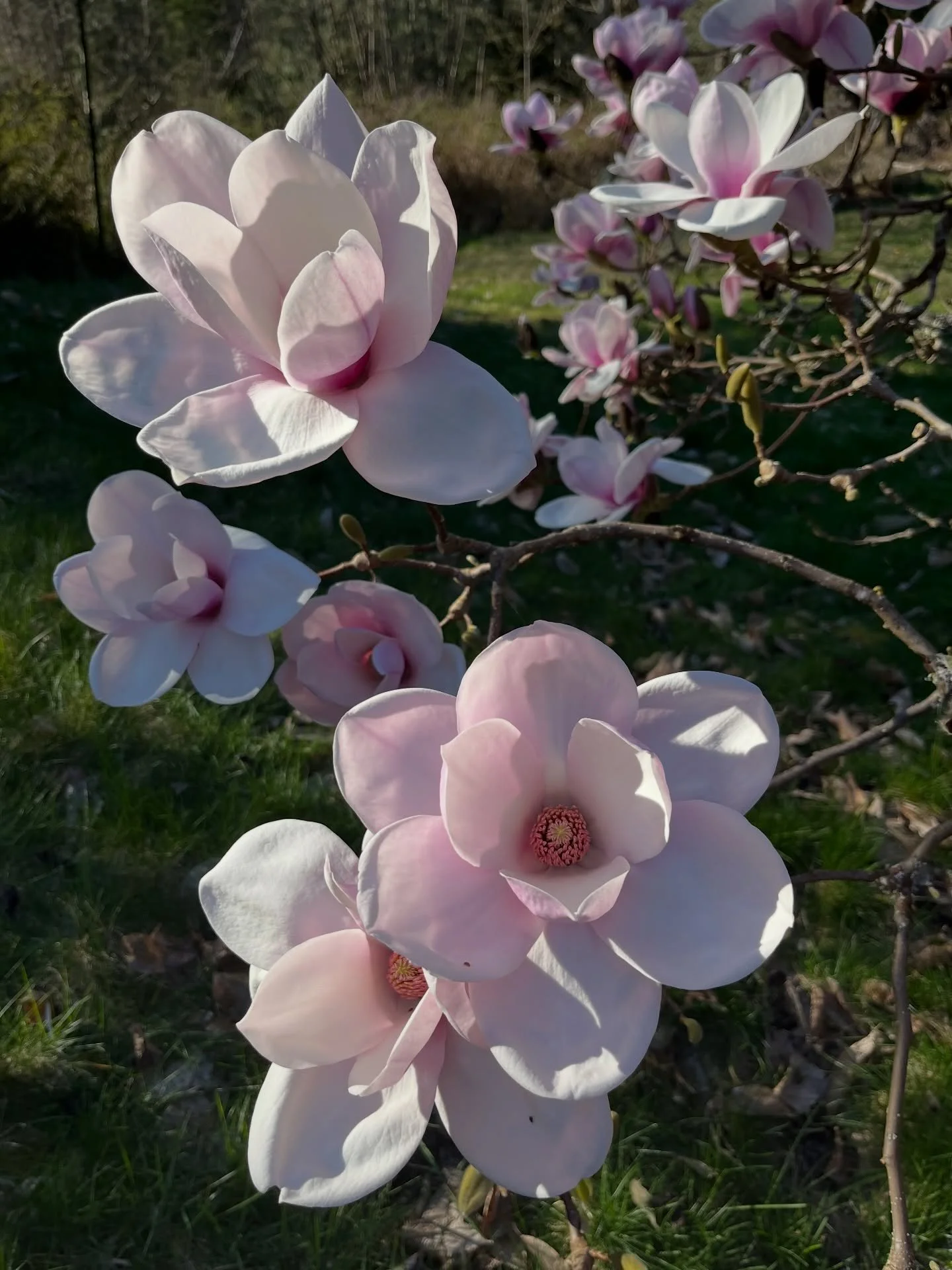 😌💗

#aprilvibes #flowertree #pinkflowersofinstagram #naturetherapy🌿 #magnoliabloom