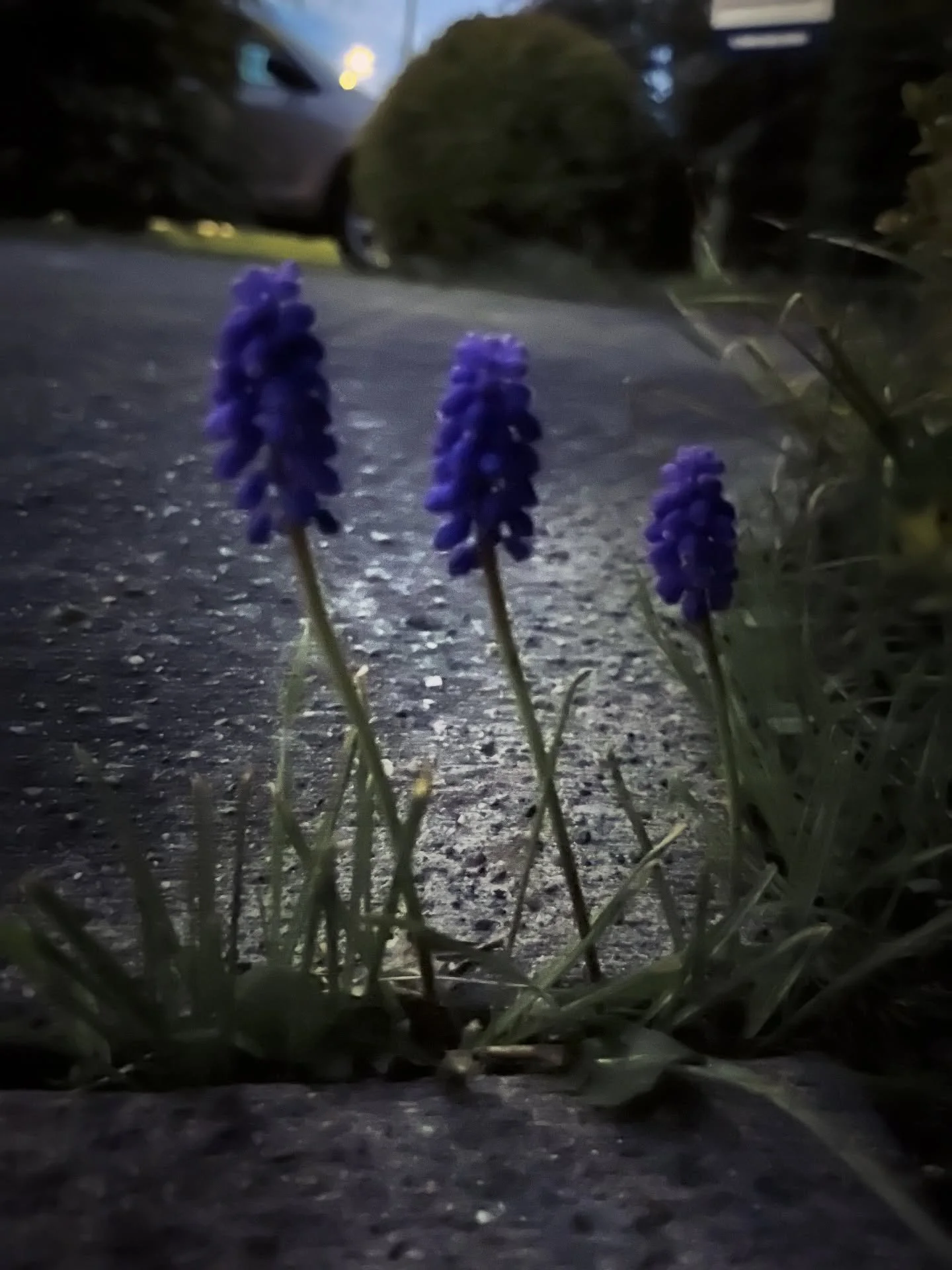 Some random lovelies from recent trips to Seattle. The first one is blurry, and has a car in the frame, and that light pretending to be the moon is actually street lamp, but I still love it - something magical and liminal about it. 🪻🪻🪻

#naturethe