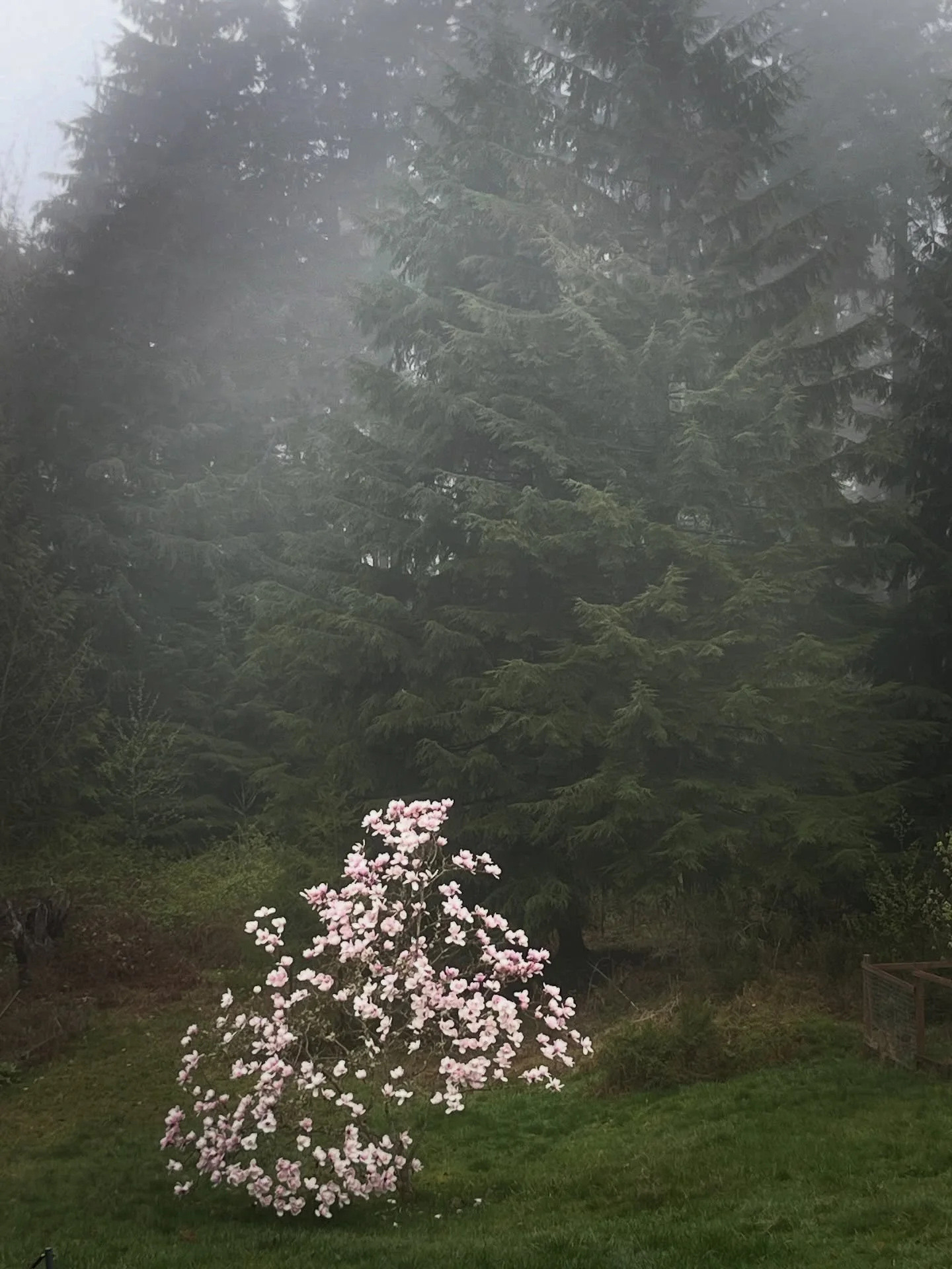 Morning mist and flowers 🌸✨

#morningmist #mistymood #aprilflowers #pinkmagnolia #moodylandscape