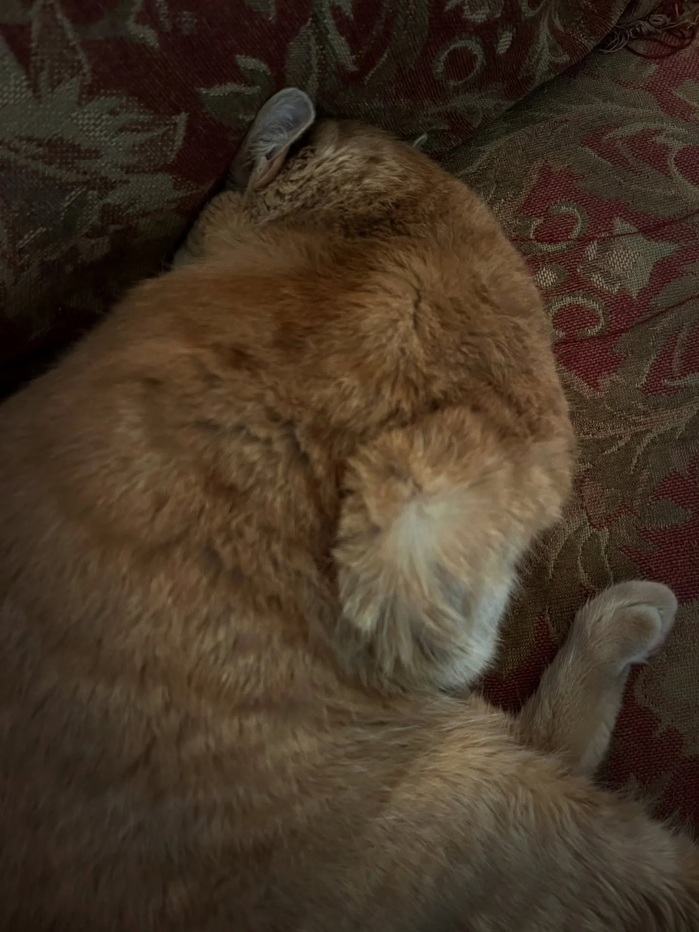 Monday mood 

#caturdays #mondaymood❤️ #orangetabbycats #femaleorangetabby #brokencat