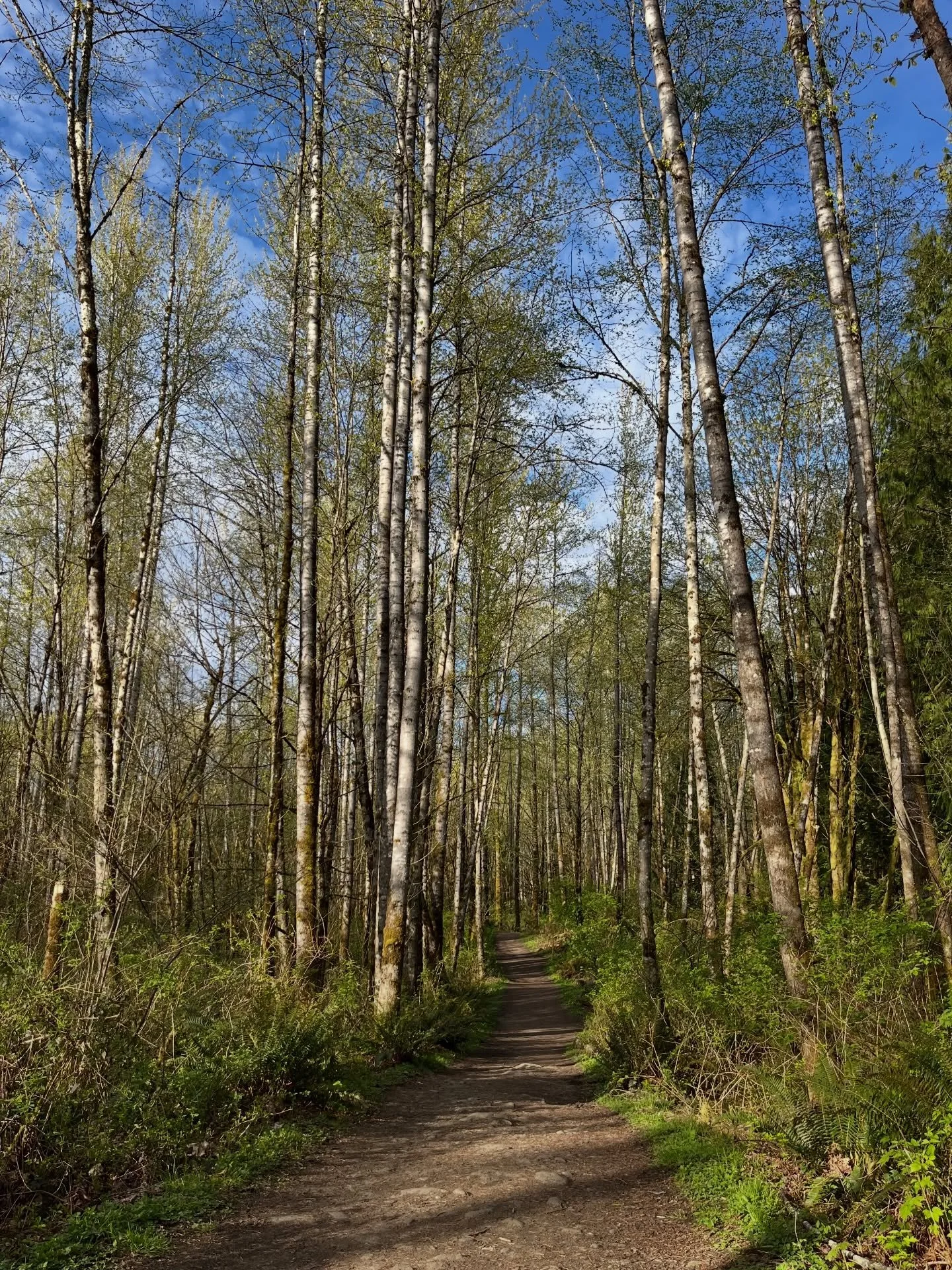 Weekend walk in the woods 💚

#woodlandwalks #forestmagic #enchantedwoods #naturetherapy🌿 #pnwforest